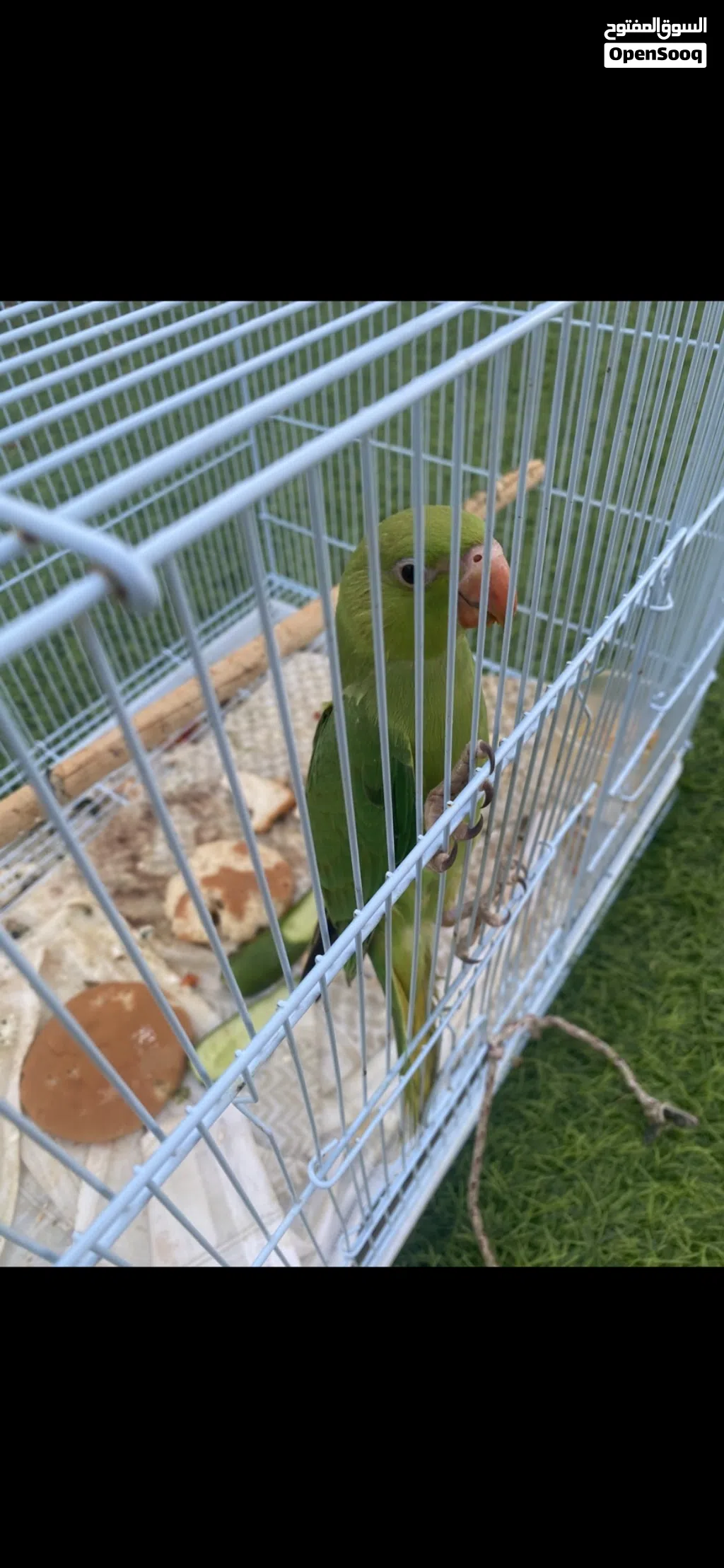 للبيع دره الييف تو بادي ياكل بروحه