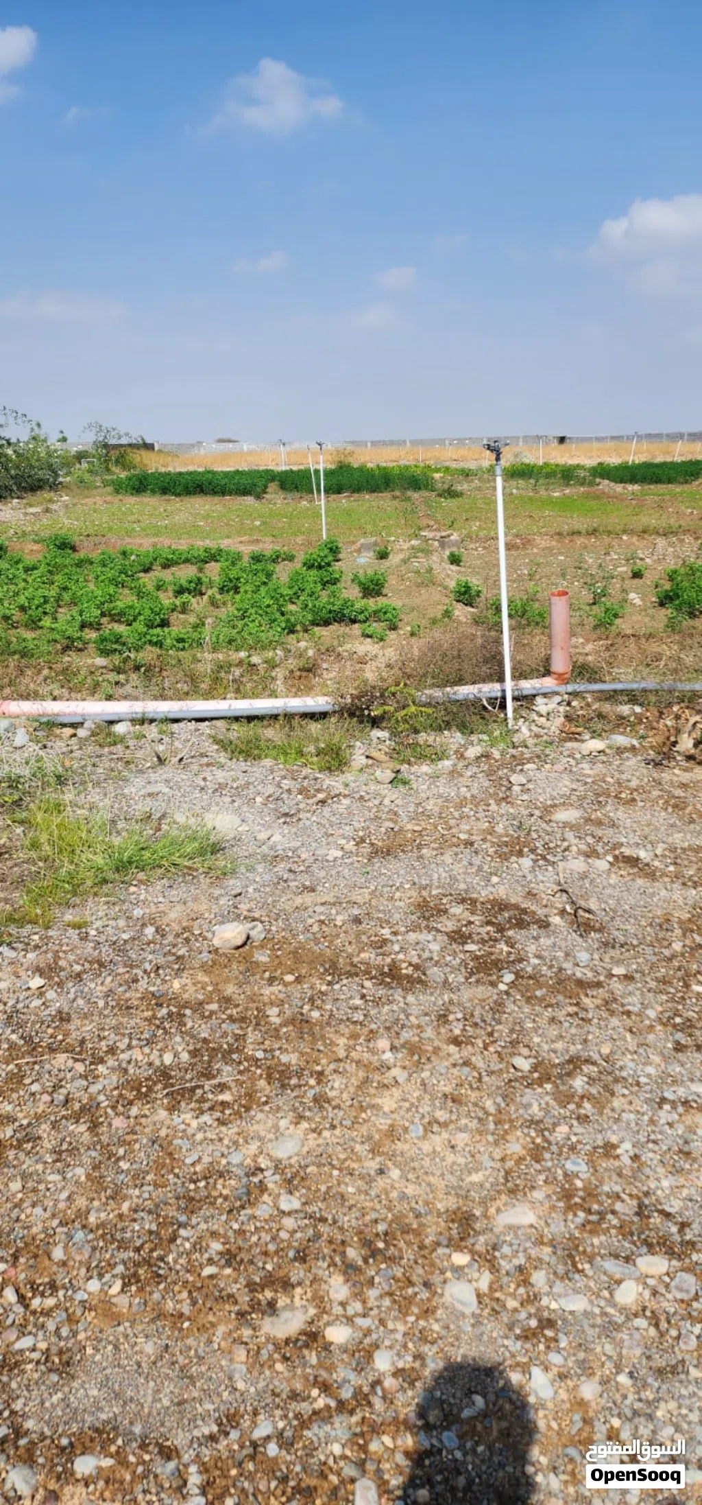 للبيع لعدم تفرغ زراعي انتفاع