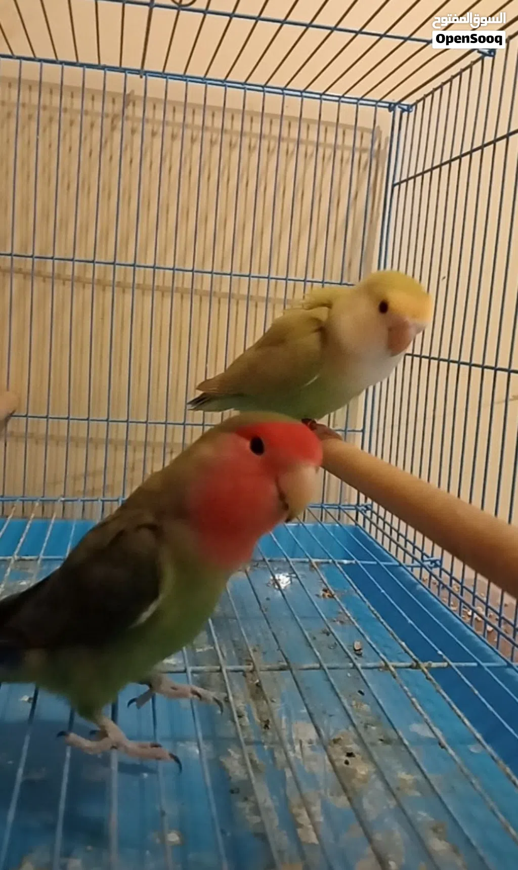 للبيع زوج روز العمر سنة ونص