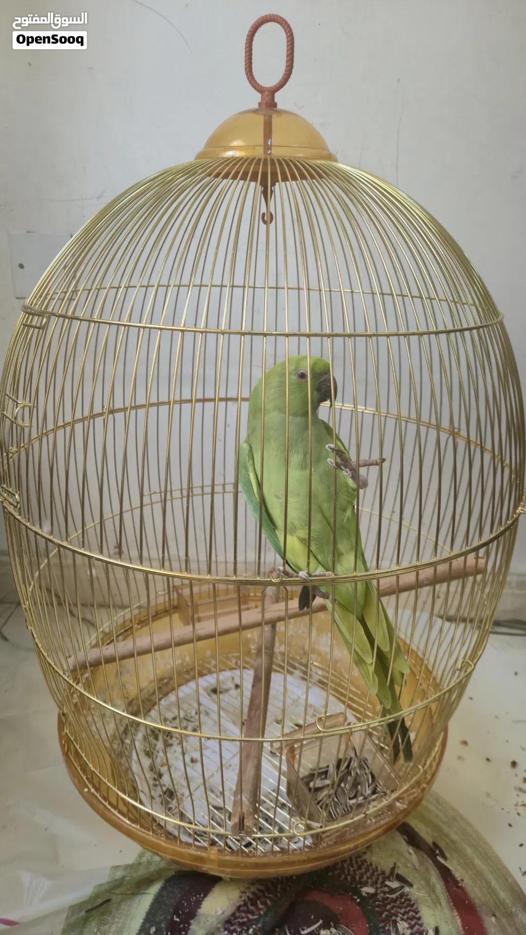 ببغاء الدرة (ميتو)