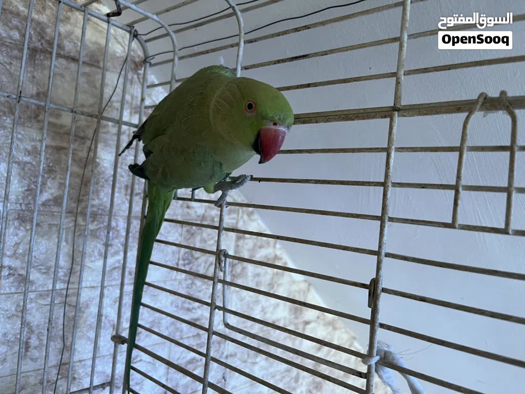 انثى ببغاء درة