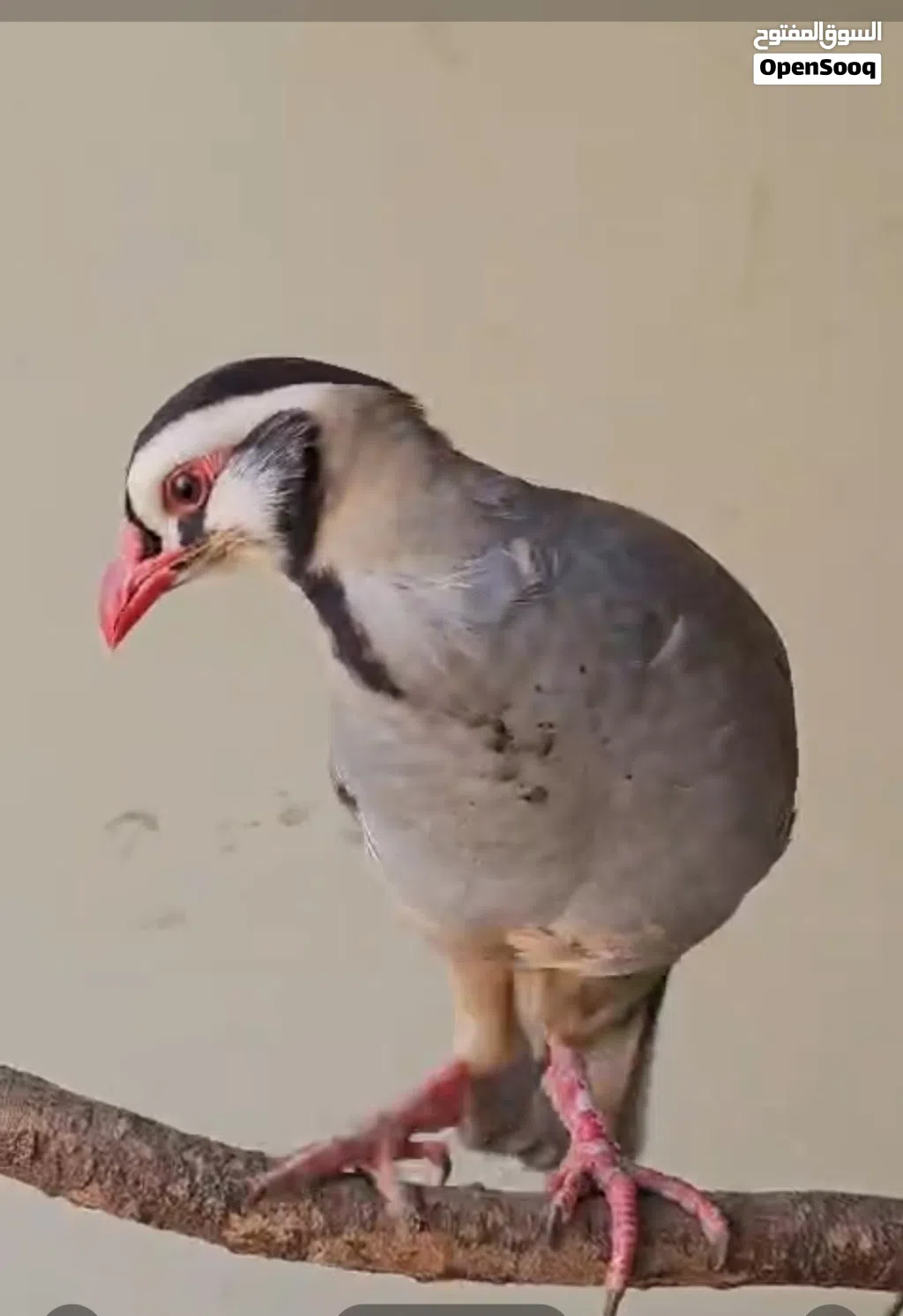 للبيع حجل العربي