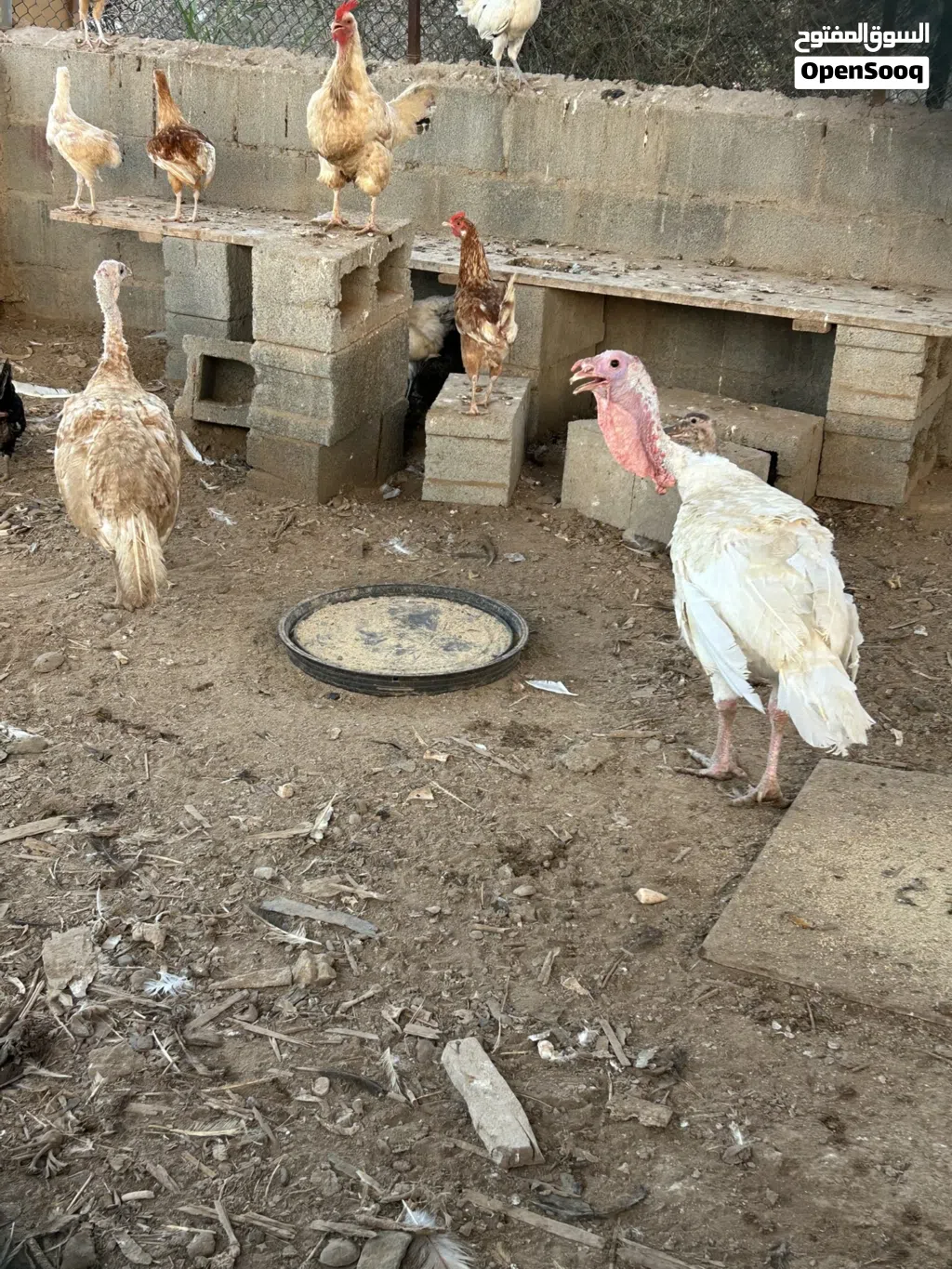 زوج رومي للبيع