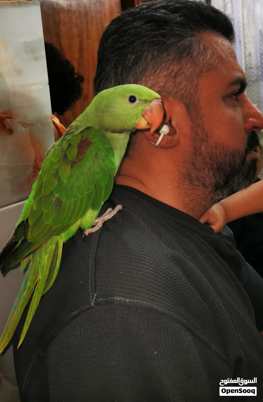 ببغاء نيبالي الكساندرين الامريكي الضخم