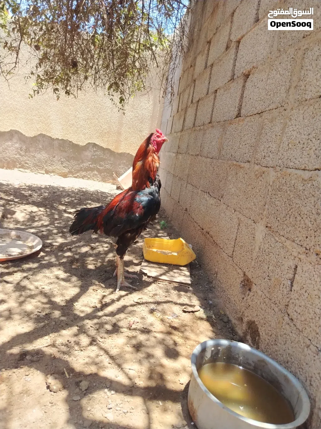 ديك باكستاني أموره طيبه وبصحة ممتاره