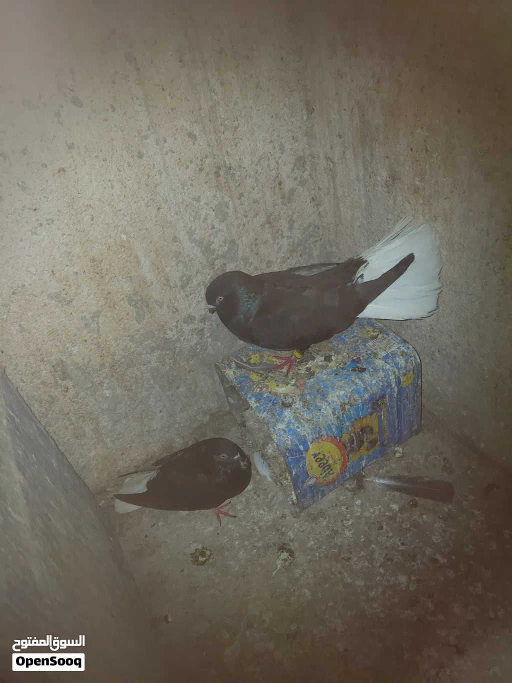 جوزين شغلات للبيع