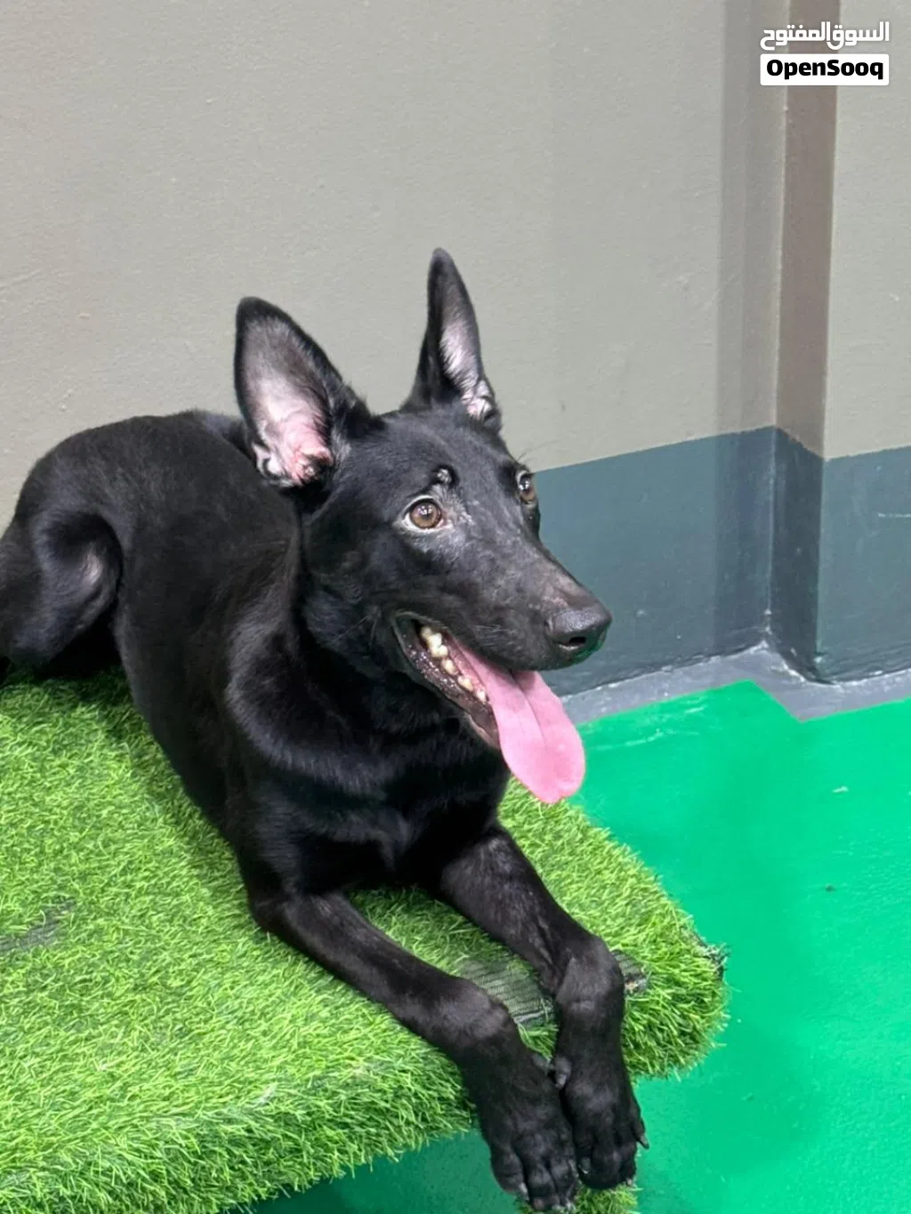 Dutch shepherd male dog 6 month old كلب دوتش شيبرد دوتج شيبرد ذكر