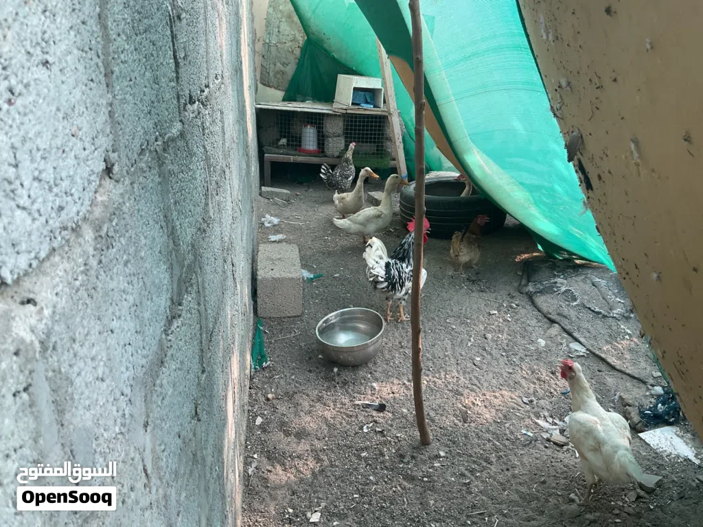 بيع دجاج وبط