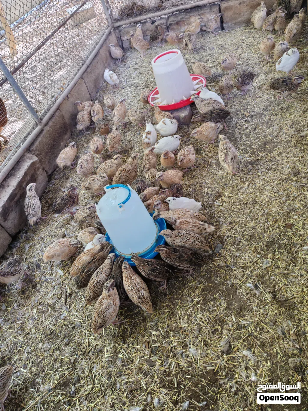 طيور سمان للبيع