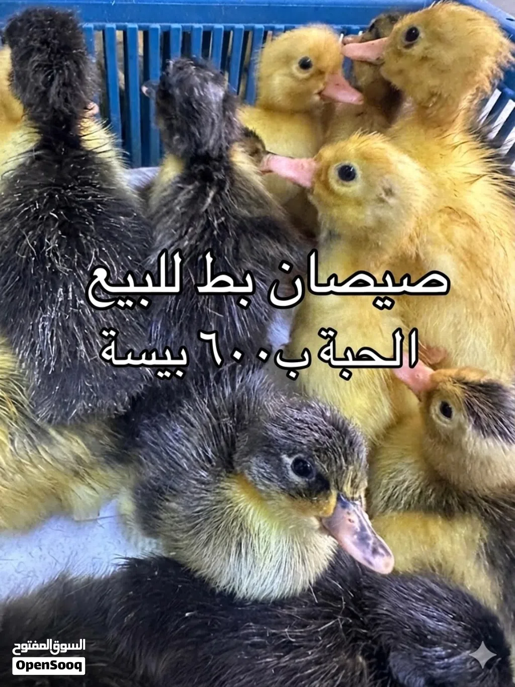 صيصان بط عماني للبيع