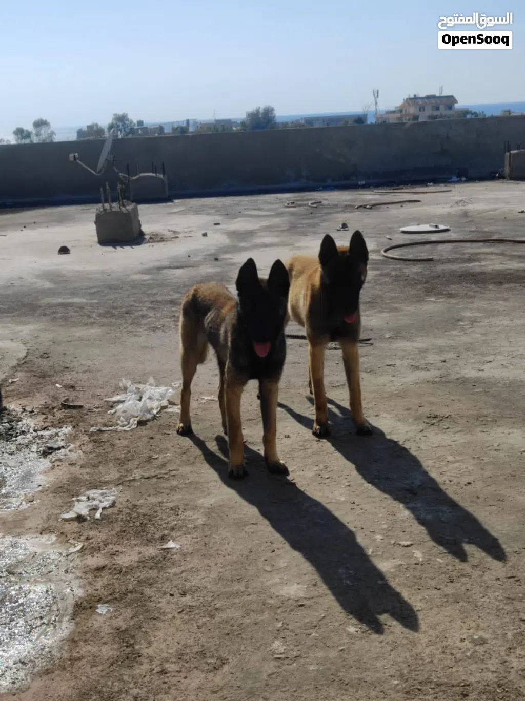 Malinos 7months dm nar