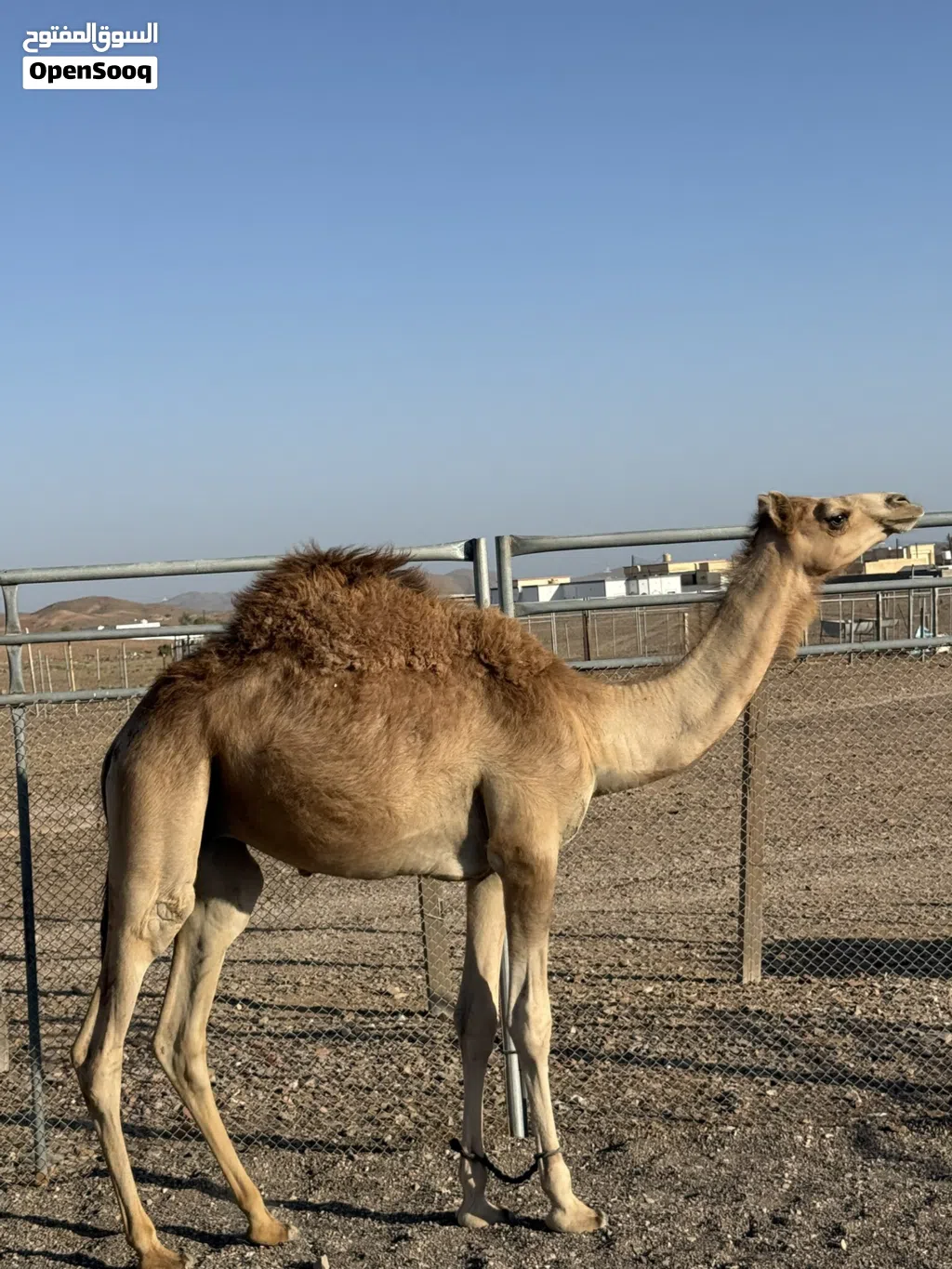 للبيع جعود عماني محلي