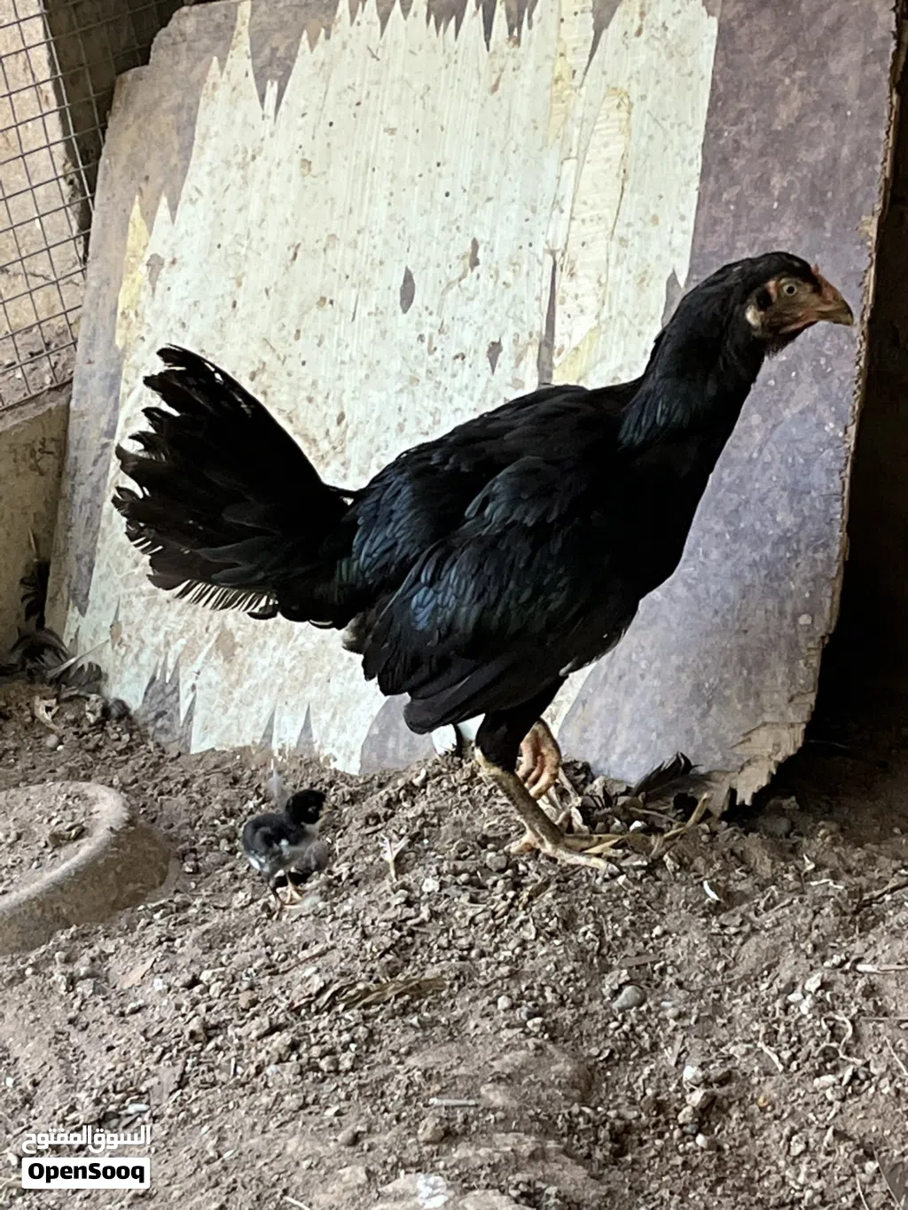 Pakistani Female hen with chick for sale