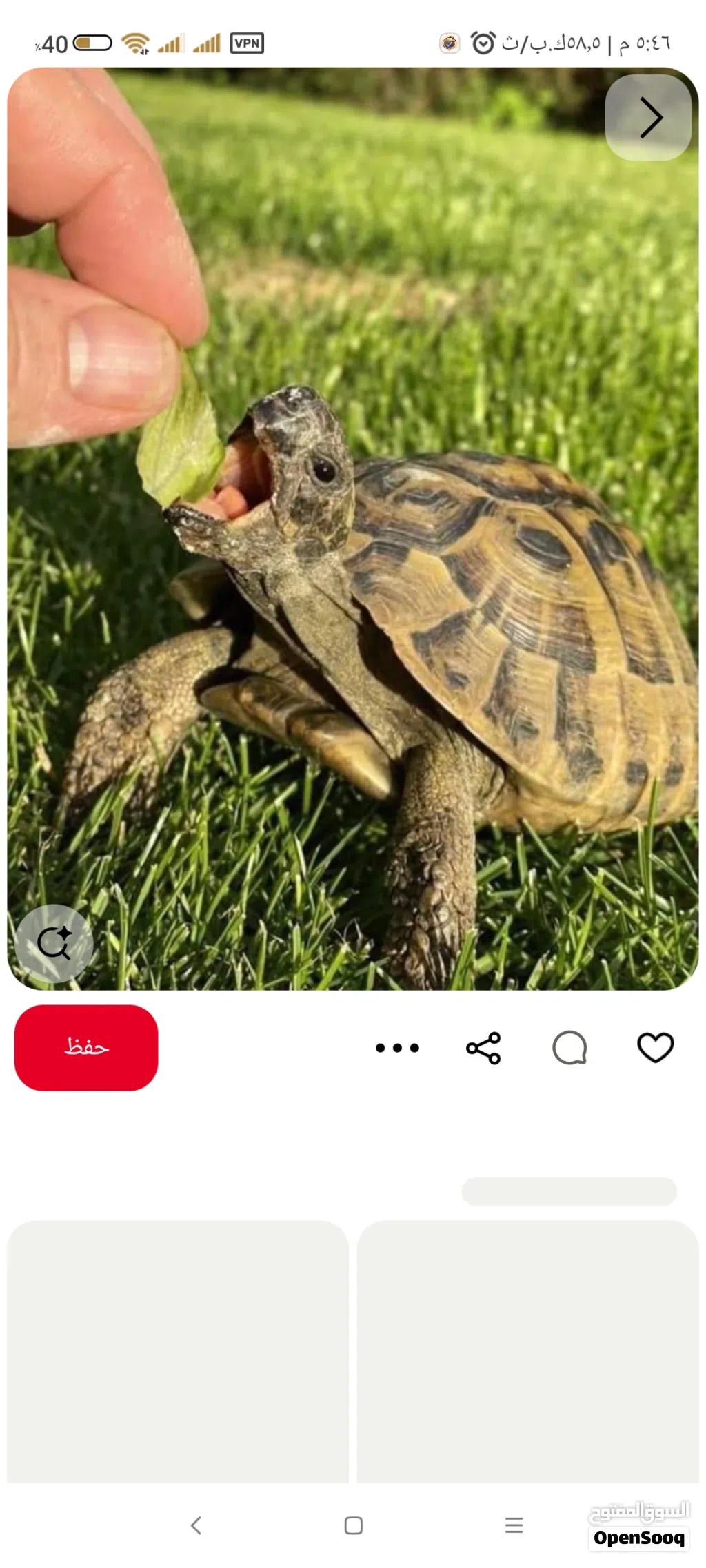 سلحفاة بحجم اليد. برية
