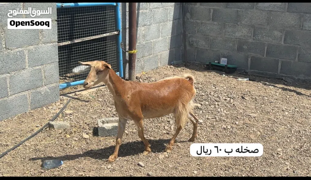 أغنام للبيع