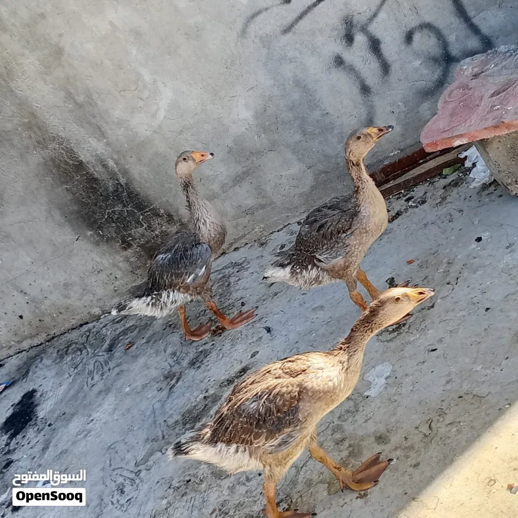 السلام عليكم بط متوفر