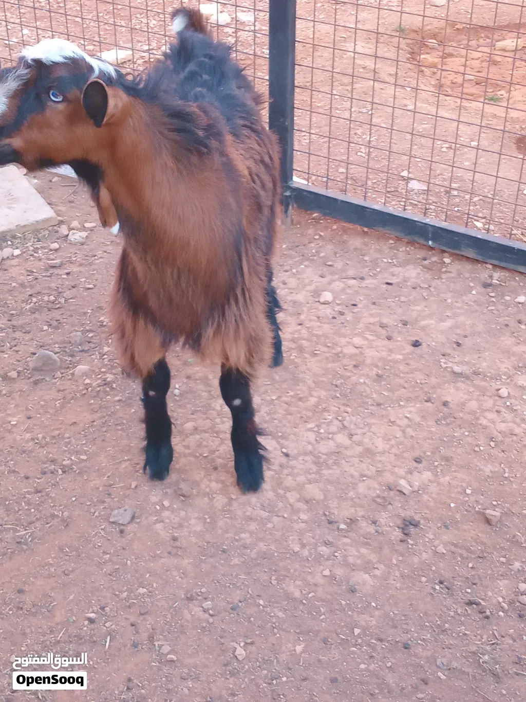 جدي عمر سته شهور يزبط مقنوه او لحم