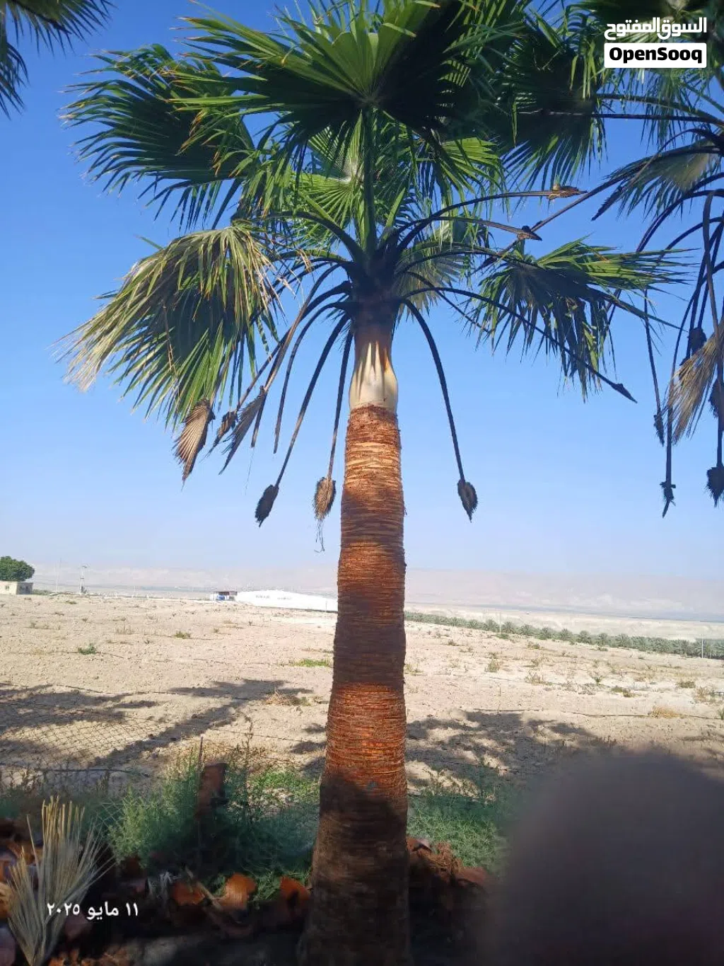 واشنطونيا زينة بجميع ارتفاعات وبأسعار ممتازة جداااا