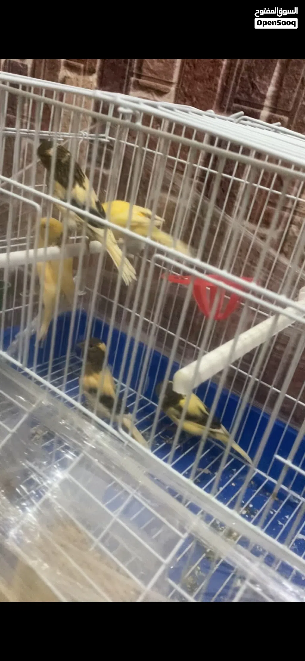 كناري لبيع في الخليل لمعنى خاص