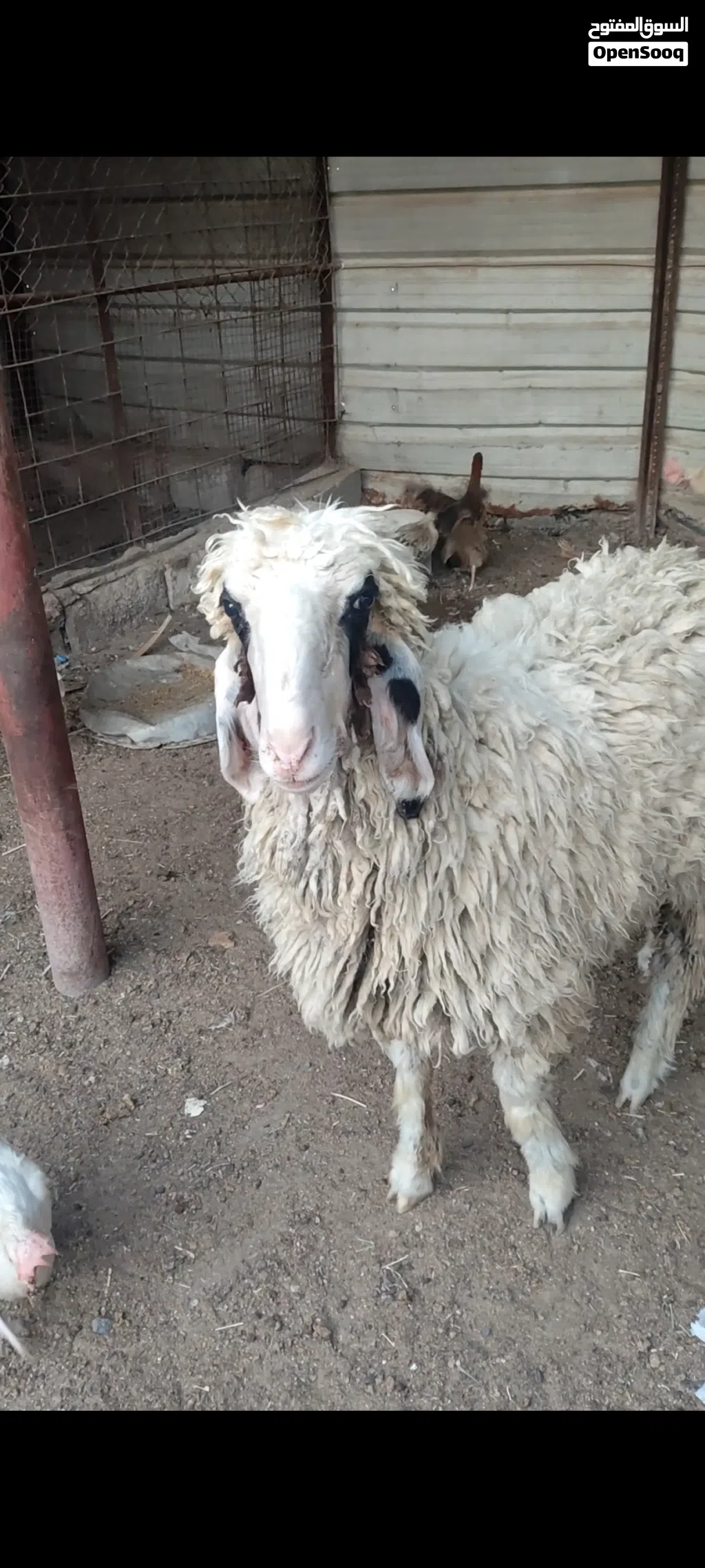 سلام عليكم متوفر نعجه ورجينه خشنه كلش تنفع كصابة وتنفع جني ترباة بيت