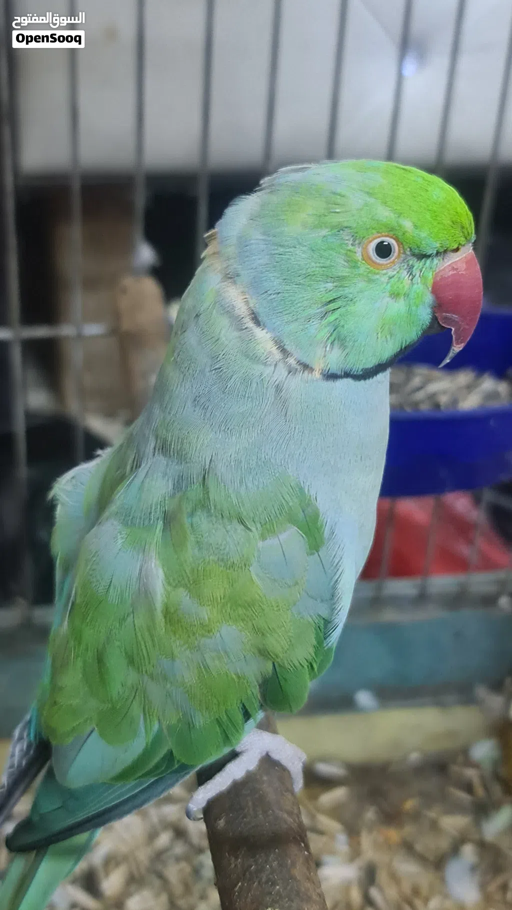 دره اليف فحل متكلم