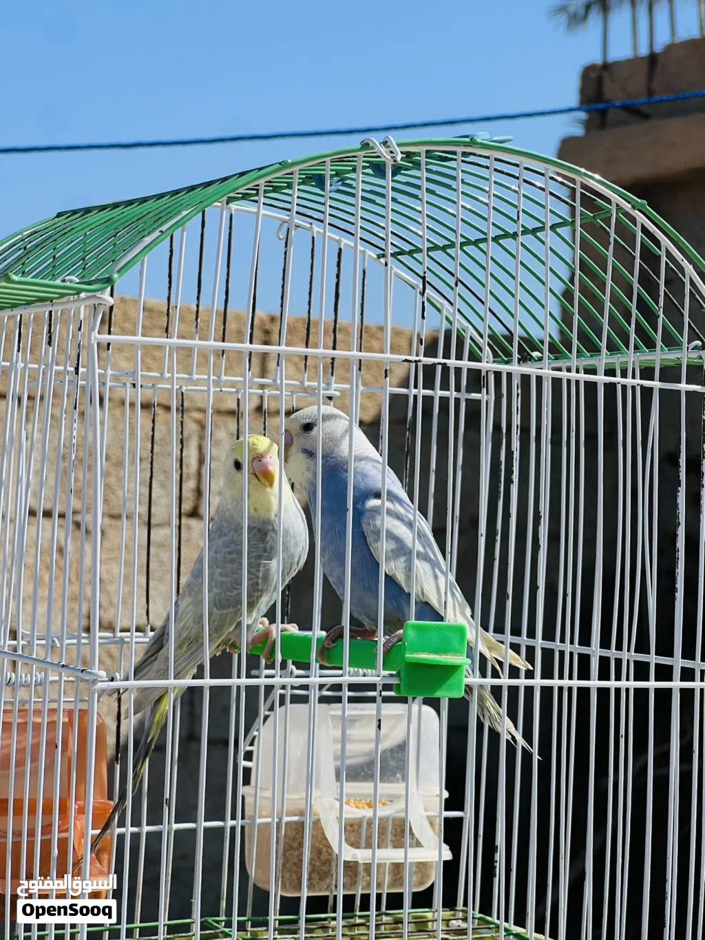 انتاج رينبو