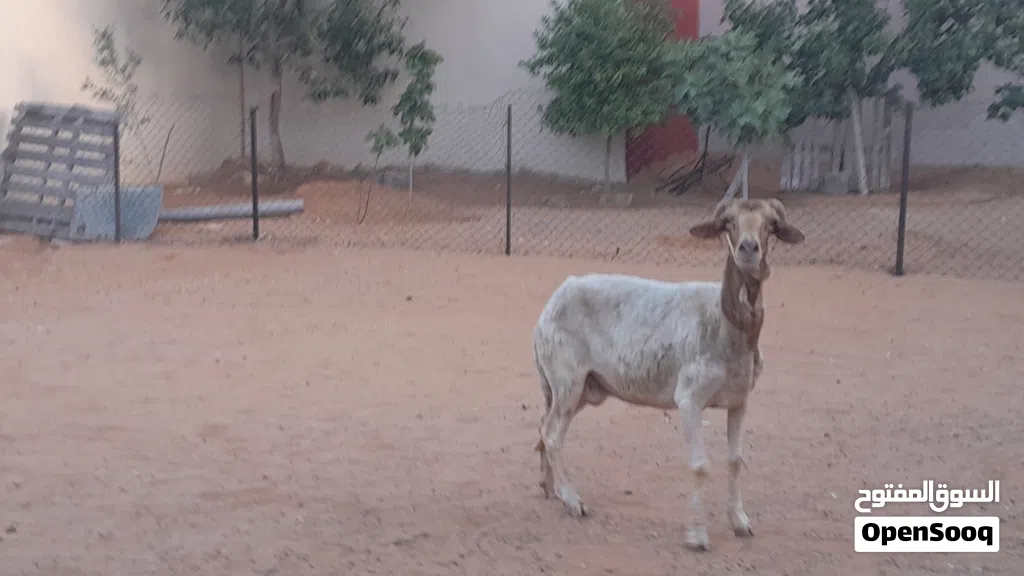 نعجه وطنيه الله يبارك عشره بادن الله ضرعها سليم سنها جامعه...