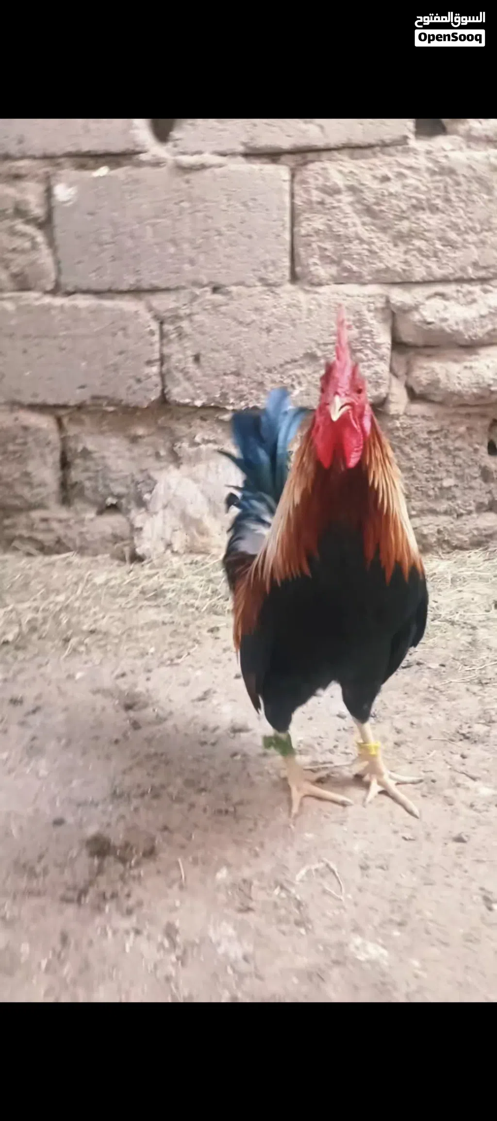 ديج اشكر اصلي كويتي قح من مهات طيبه شرط شد