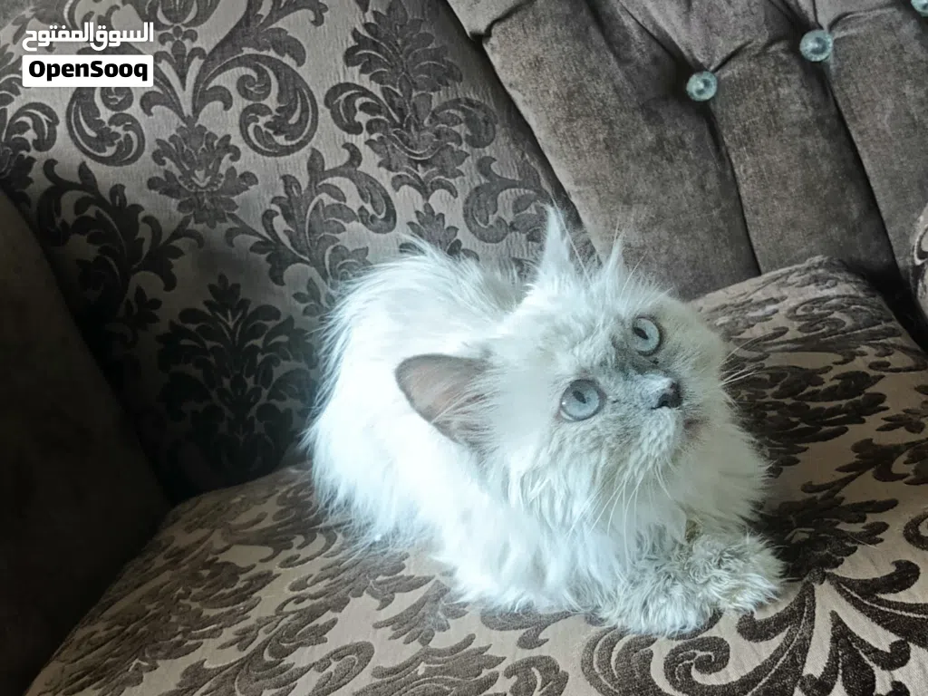 انثى هملايا شو كليت لطيفه و بتحب العائله و لأطفال