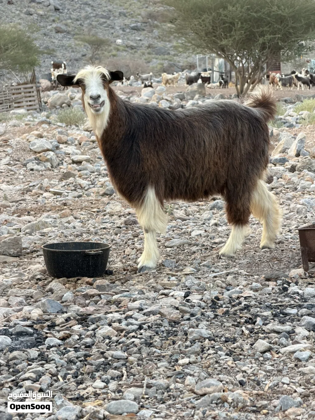 شاه عمانية