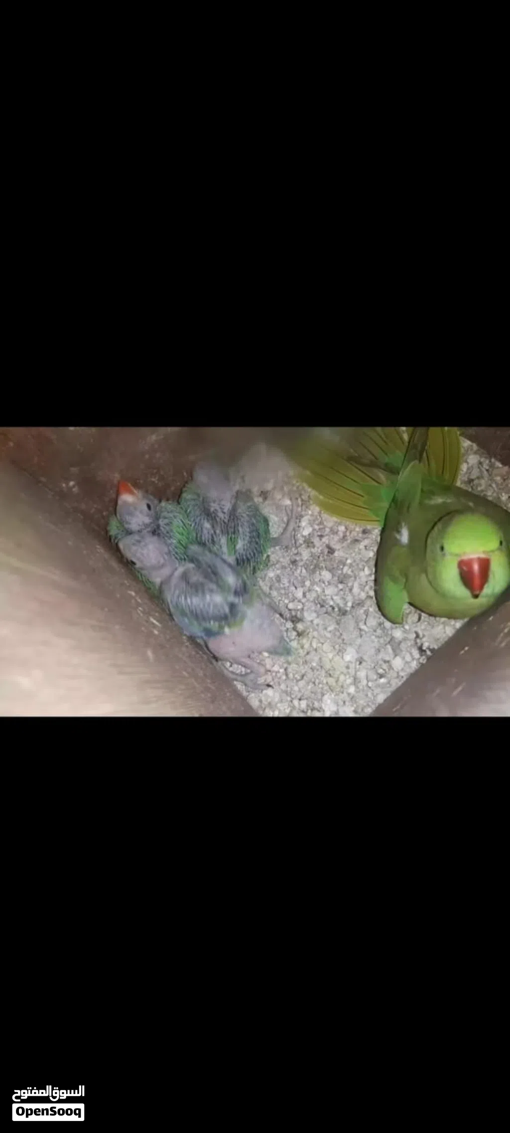 بغبغاء دره أنثى وذكر مع لافراخ ابيعهم او ابدلهم بغير طيور