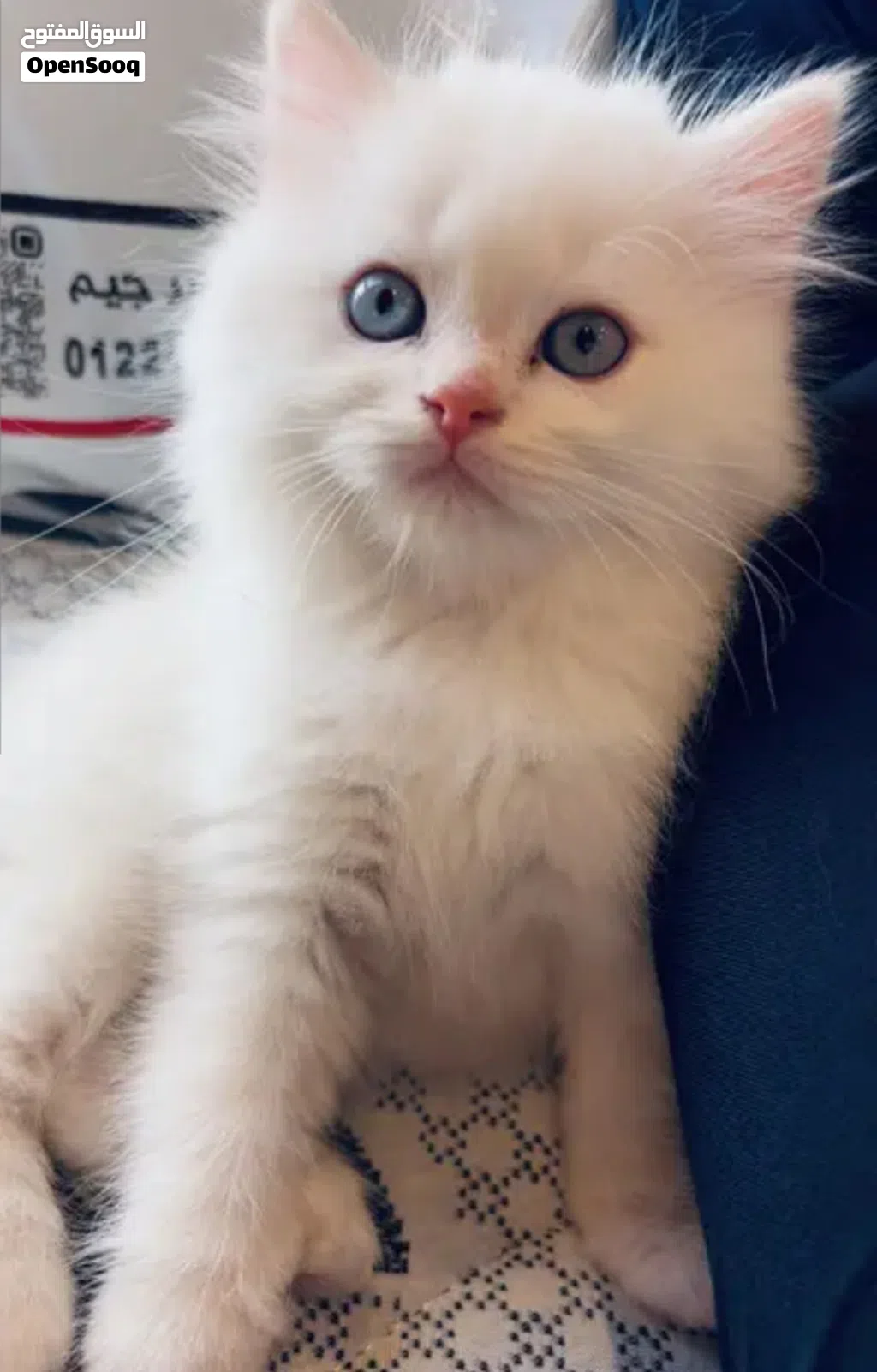 قطط تبني انثى cats for adoption