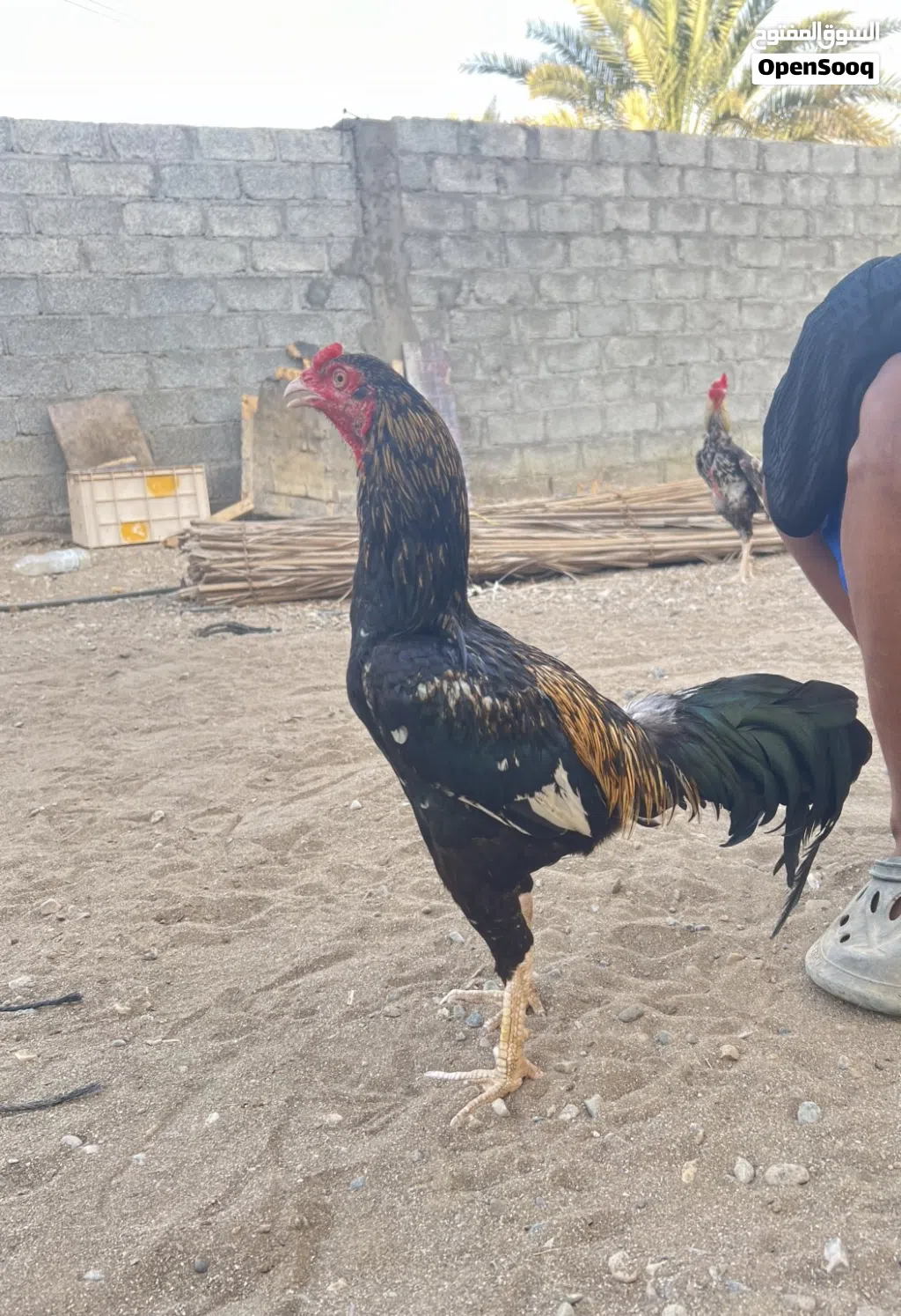 ديك بكستاني للبيع او للبدل. شوف الوصف
