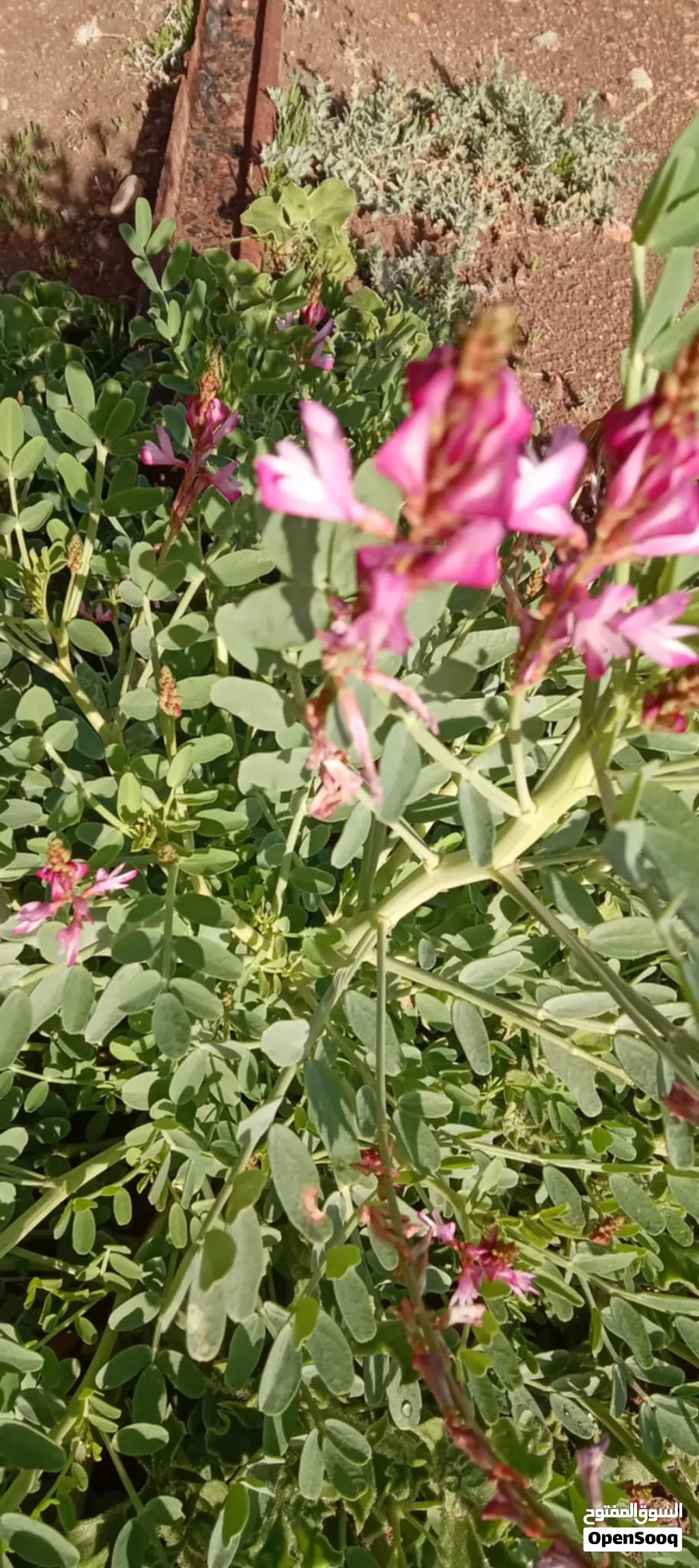أرض طريق العين كم8 مقسومه على قطعتين