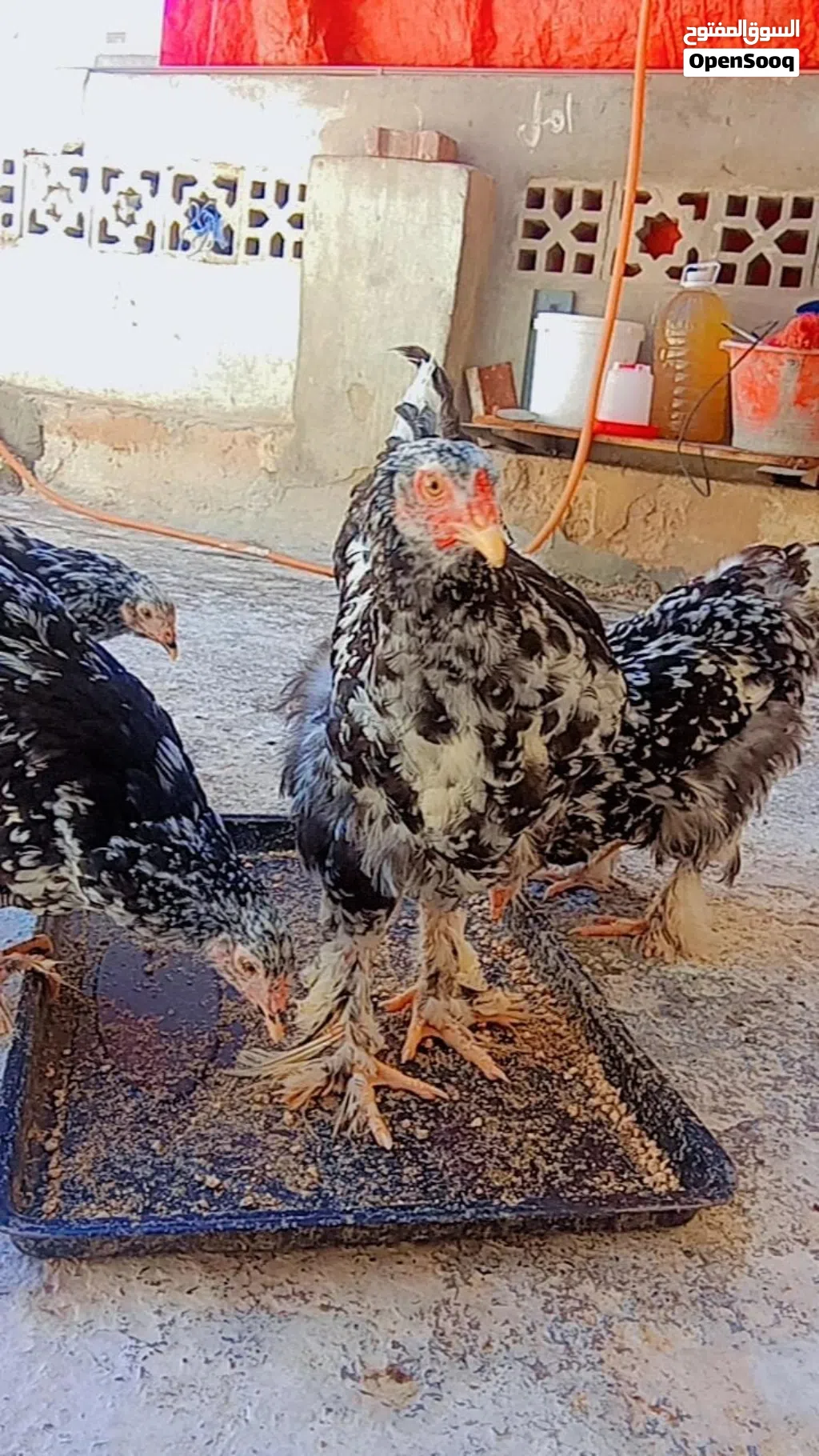 دجاج ريشة ب ريشة