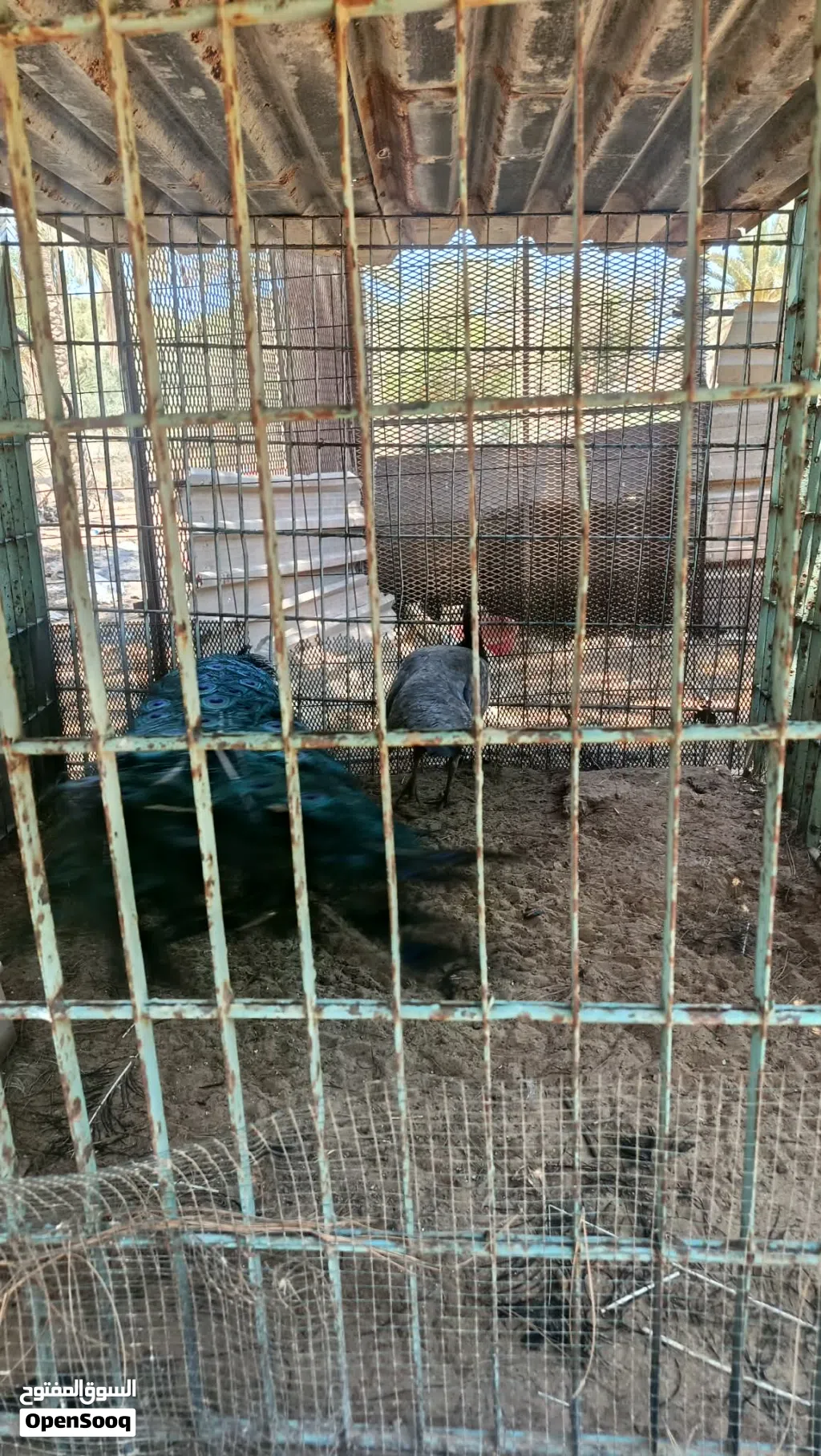 طاووس لبيع