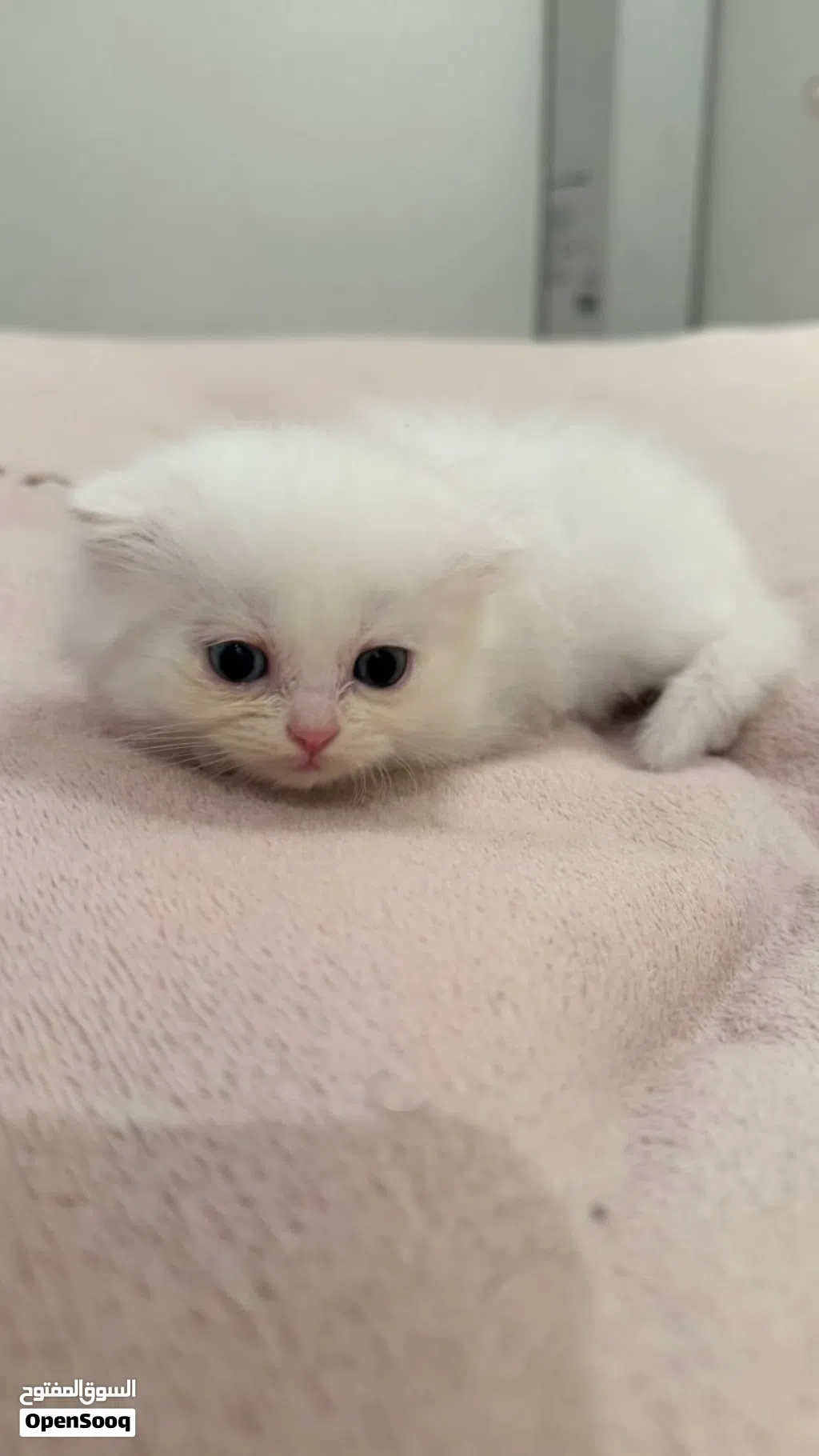 Scottish Short Hair x Persian Mix Kittens (1.5 Months) - White