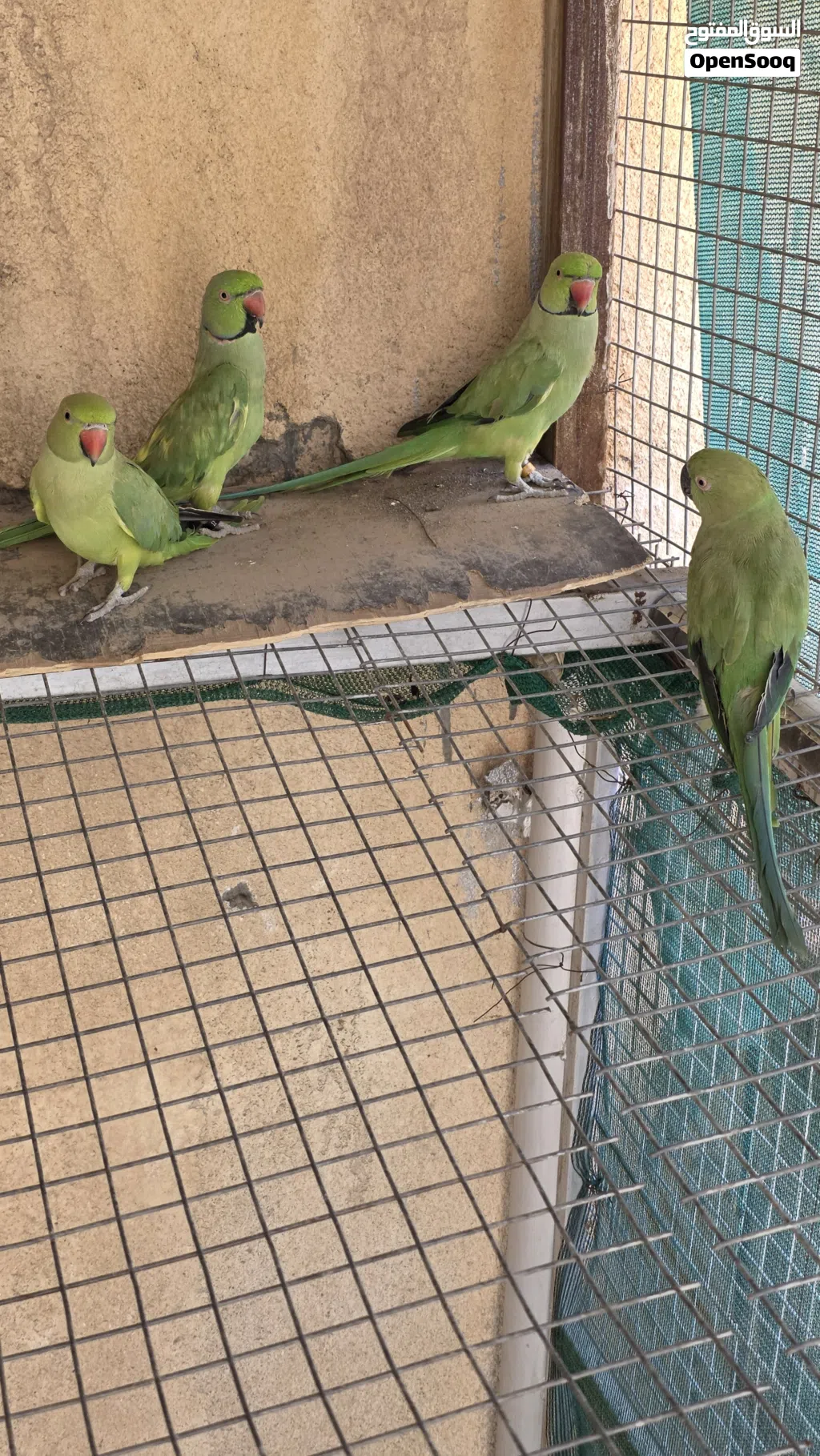 طيور بغباء أليفه و تتكلم