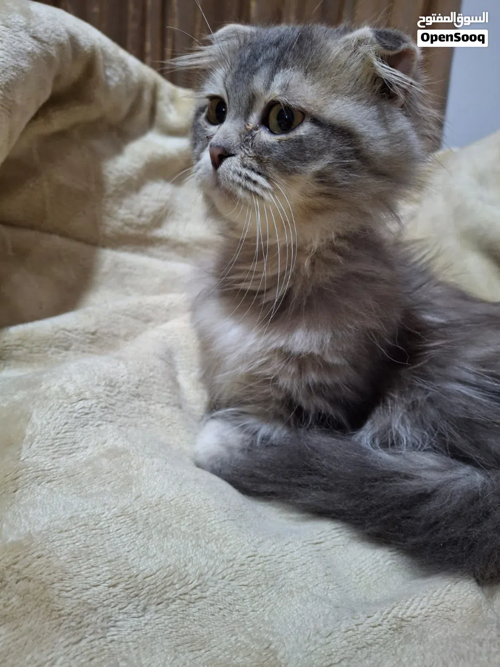 قط ذكر سكوتش فولد عمرو شهرين