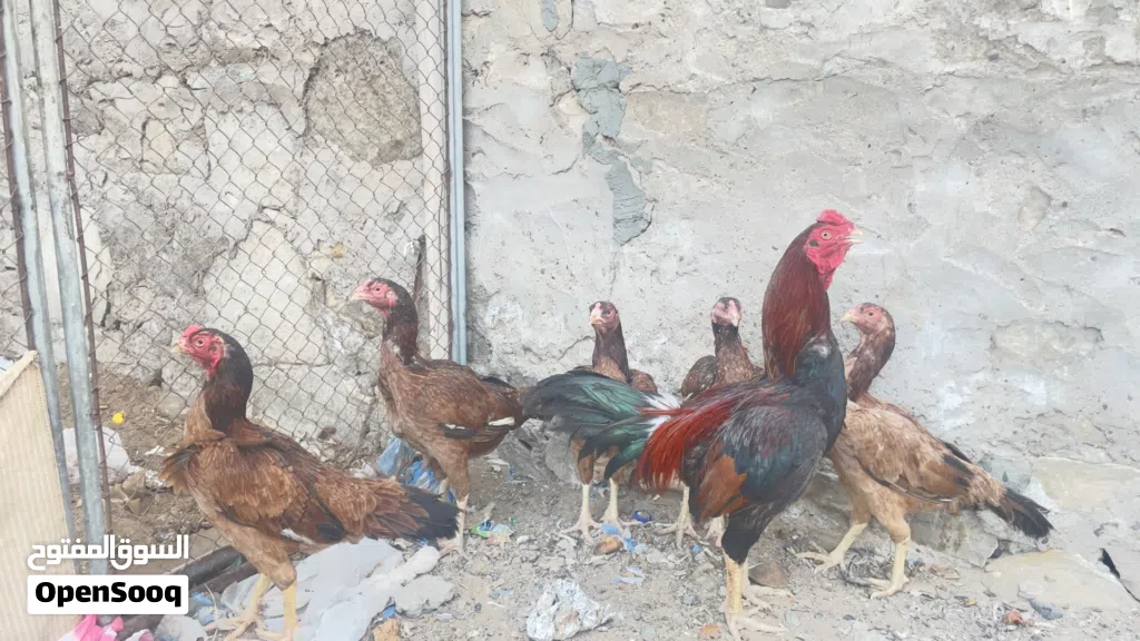 دجاج باكستاني للبيع