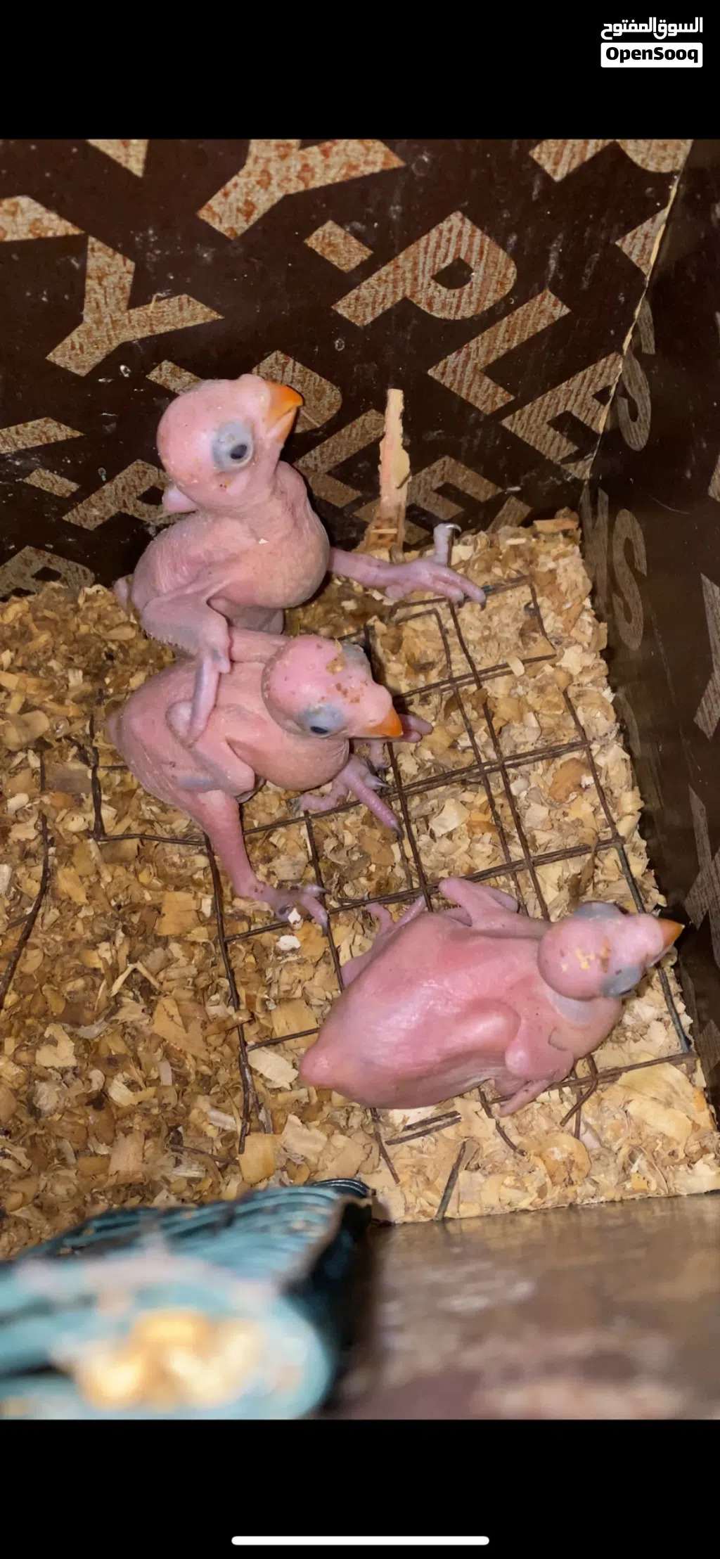 للبيع فروخ دره
