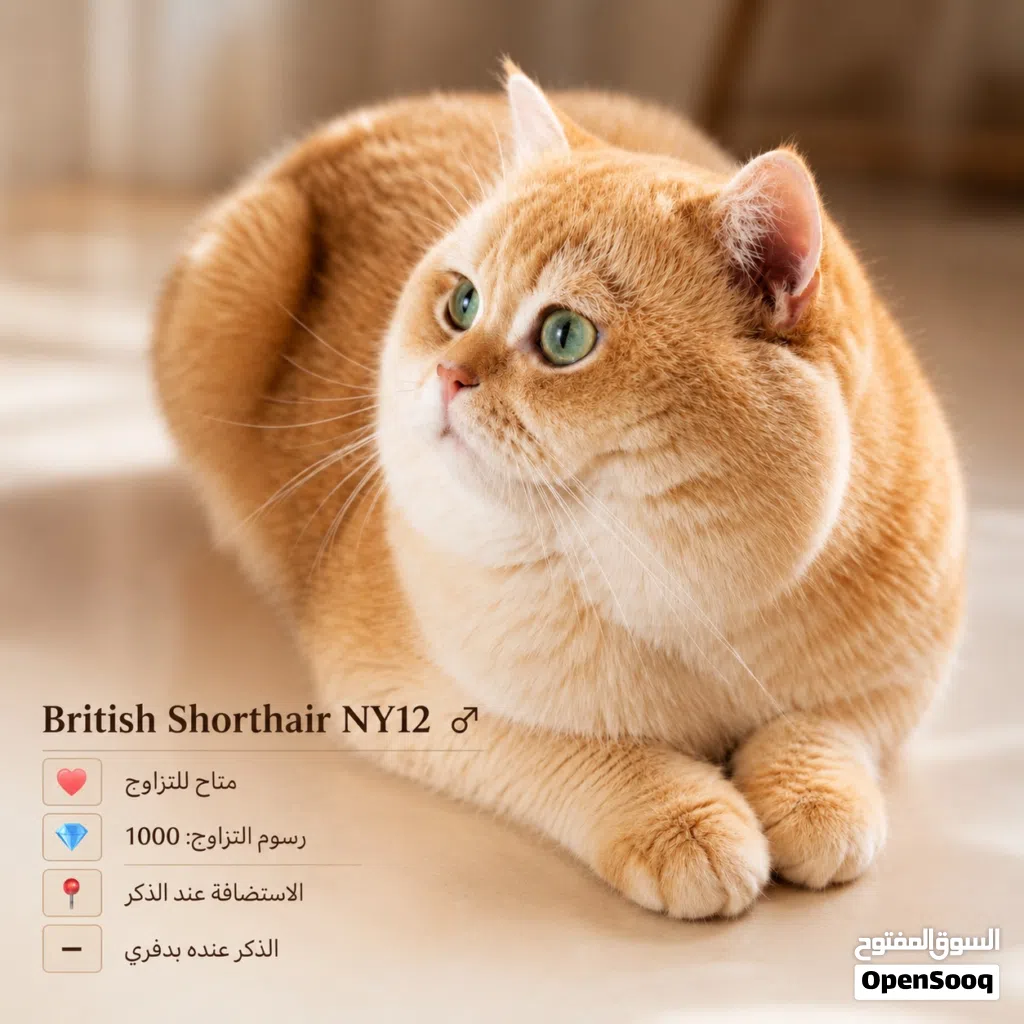 ذكر برتش شورت هير Ny12 للتزاوج British Shorthair male Ny12 for mating