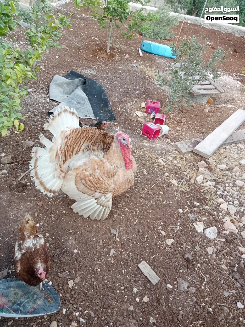 حبش الوان حلوه