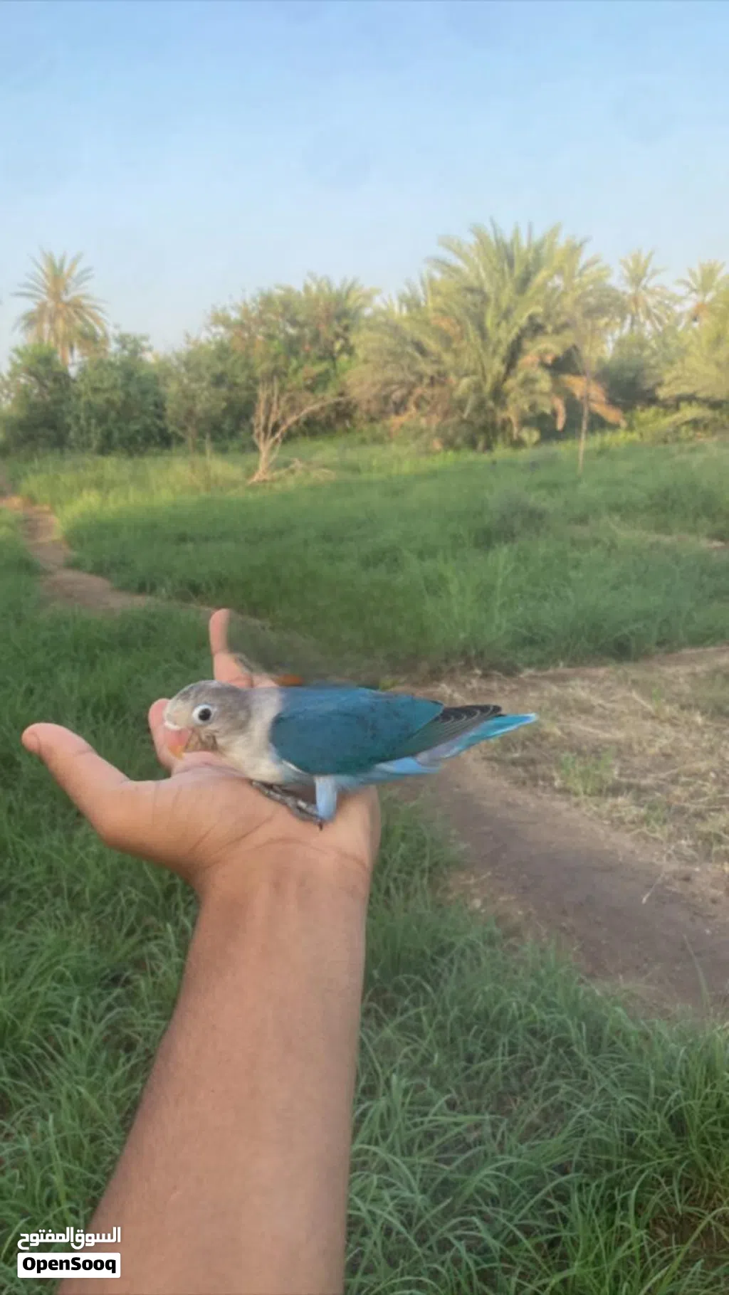 فيشر اليف واضح لون ف صوره