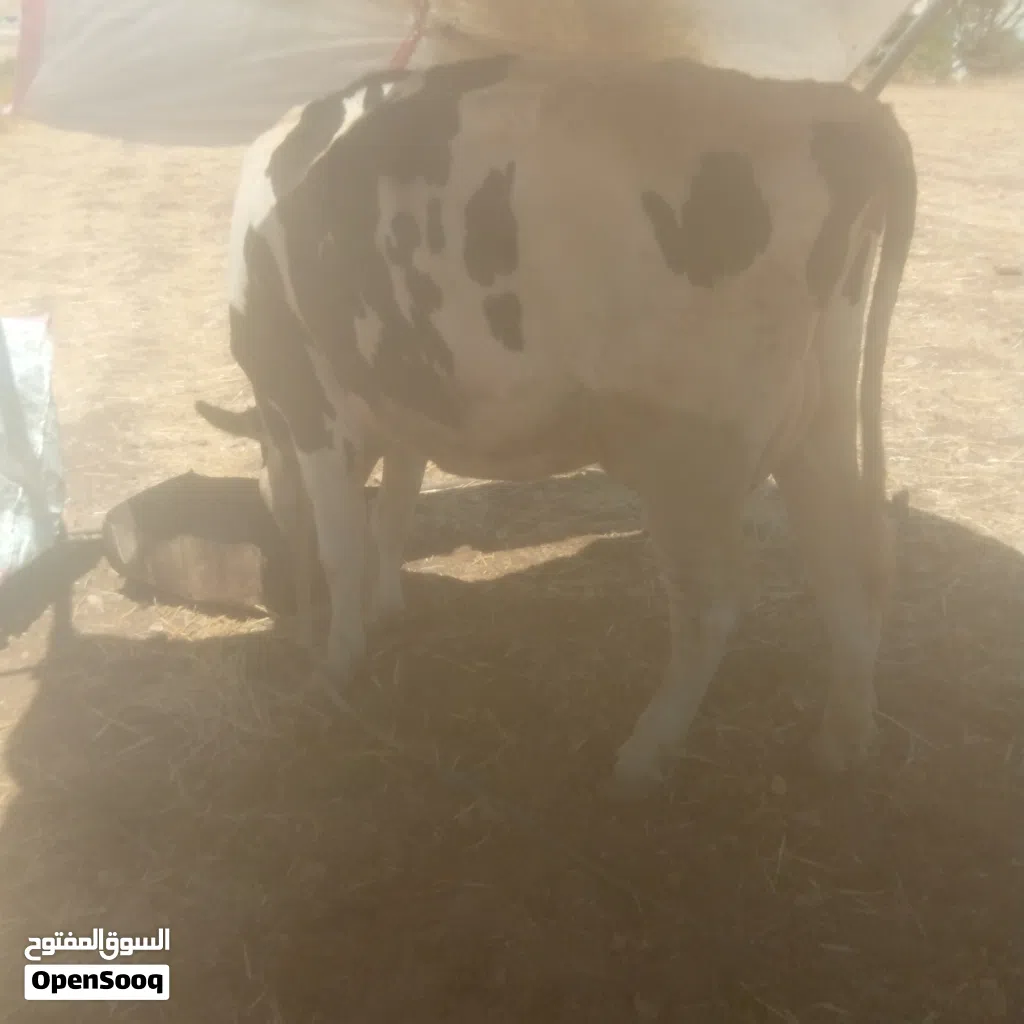 ابقار للبيع