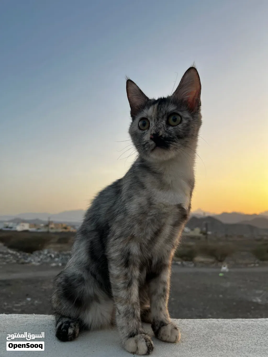قطة للتبني.