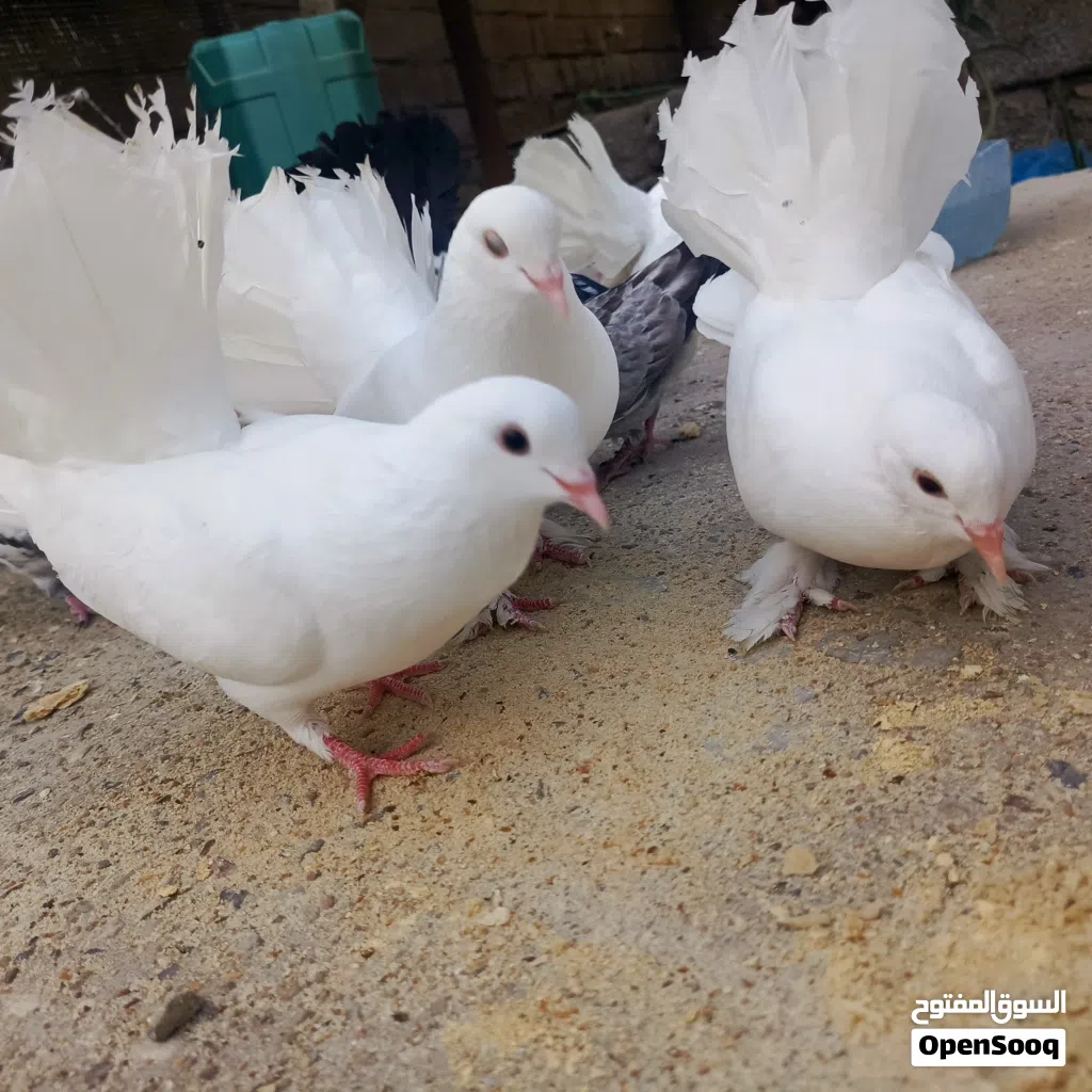 حمام عرايس هنداوي