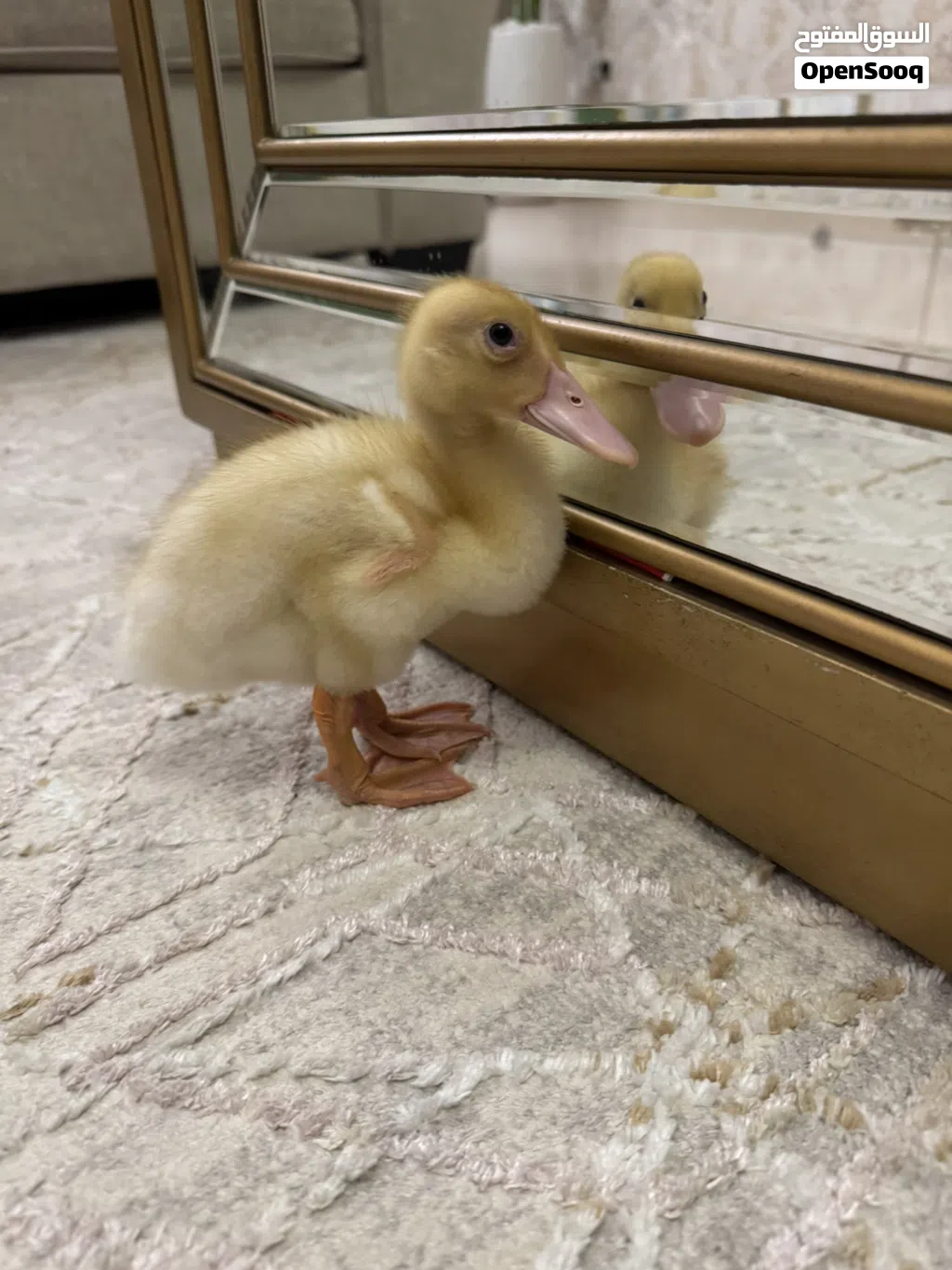 2 weeks old duck