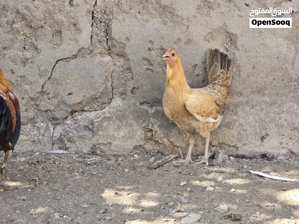 دجاج عماني للبيع