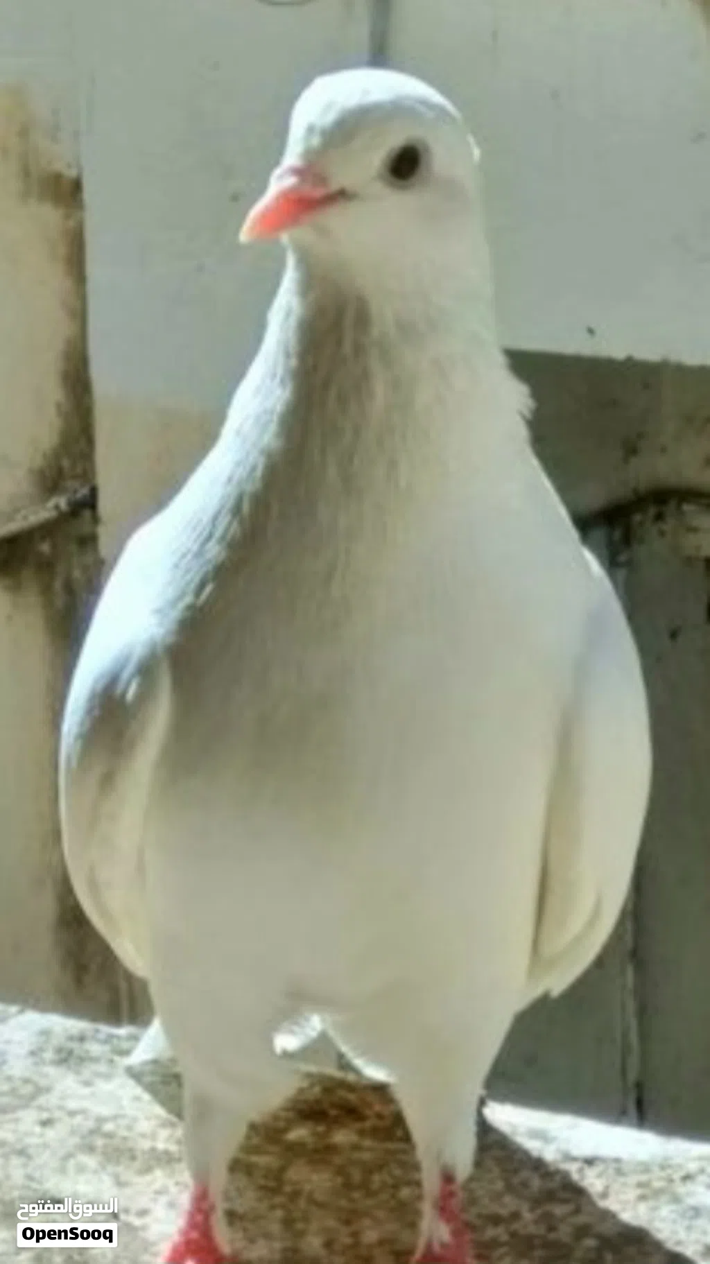 I have one fancy pigeon for sale, 5 BD only لدي حمامة زينة واحدة للبيع